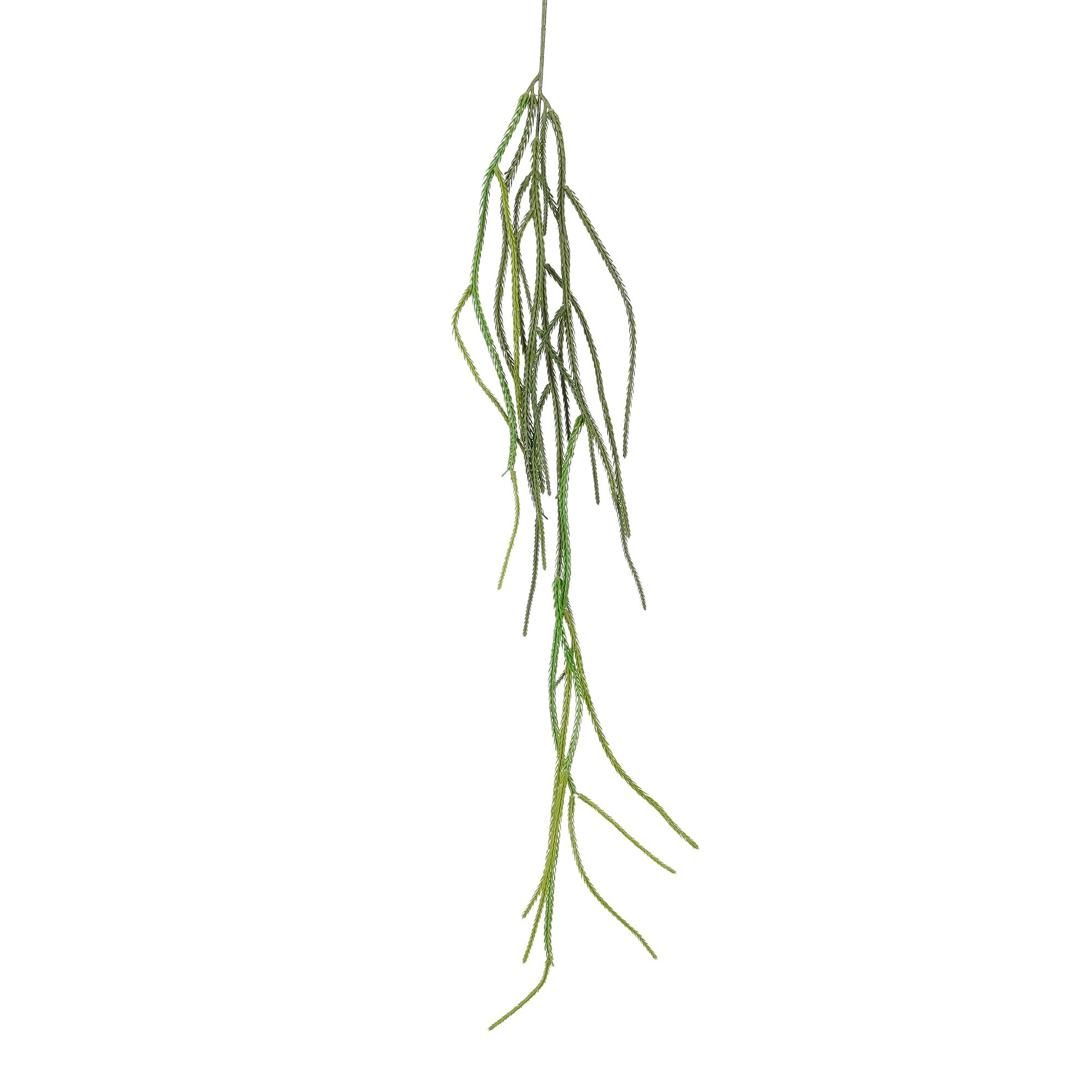 Crinum calamistratum hangend groen
