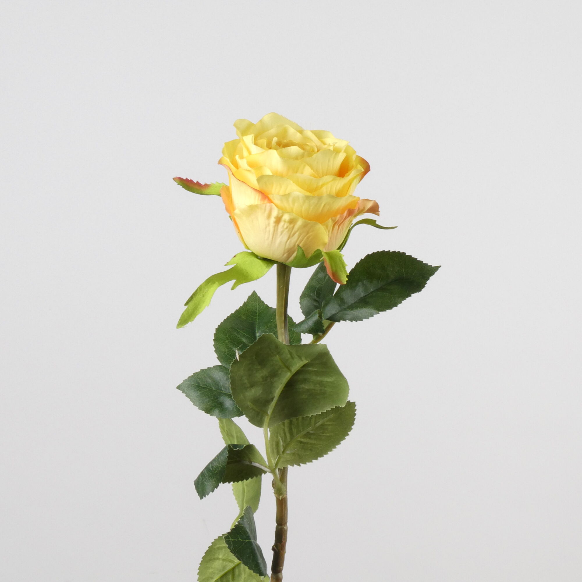Rosa - Yellow