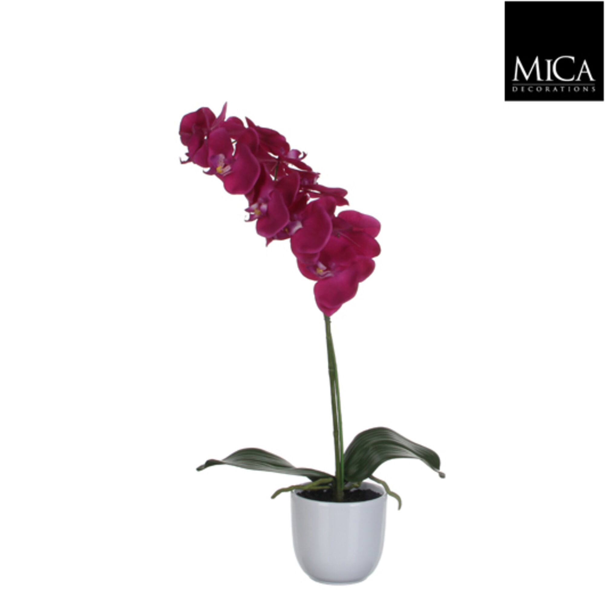 Phalaenopsis paars in pot Tusca wit d12cm
