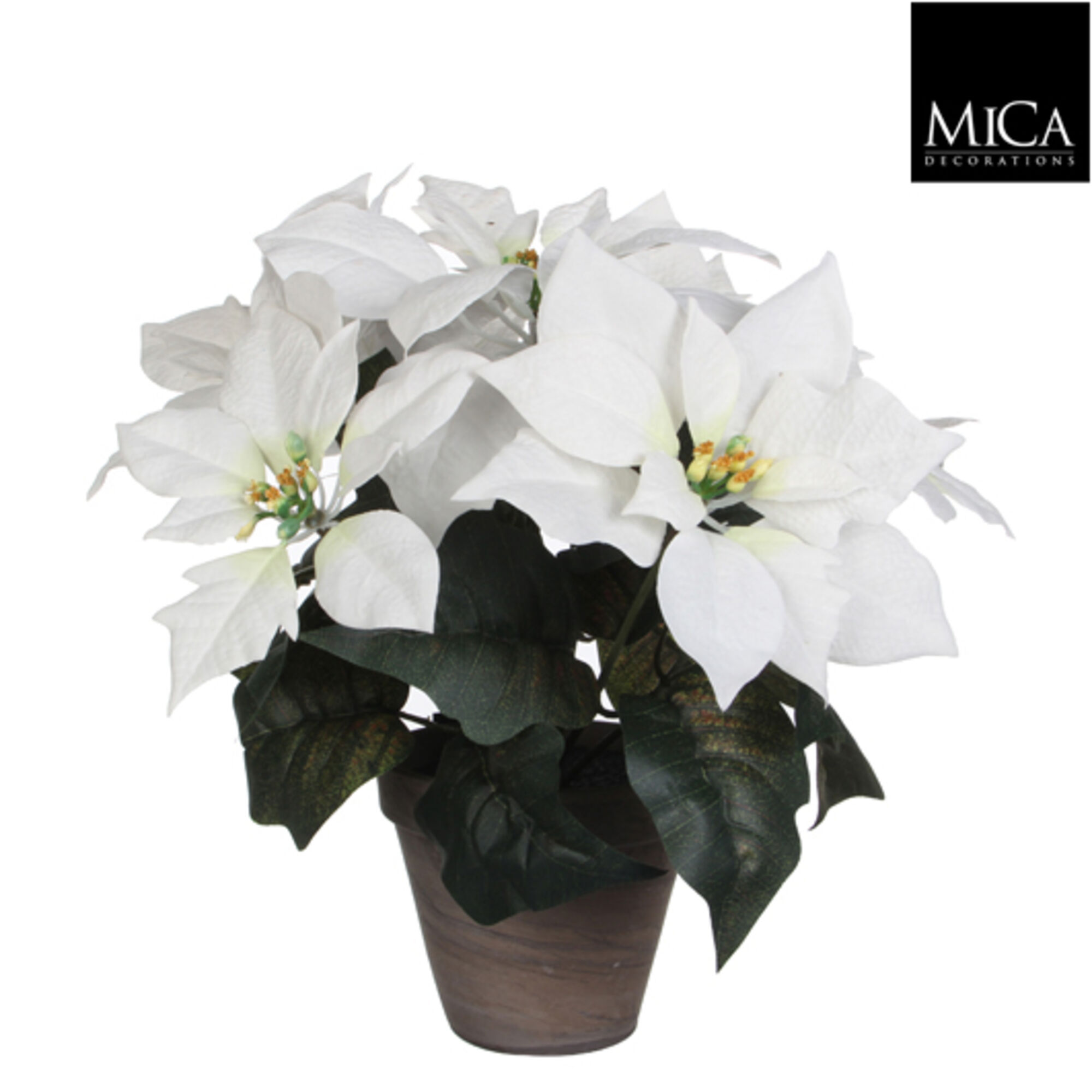 Poinsettia wit in pot Stan grijs d13,5cm