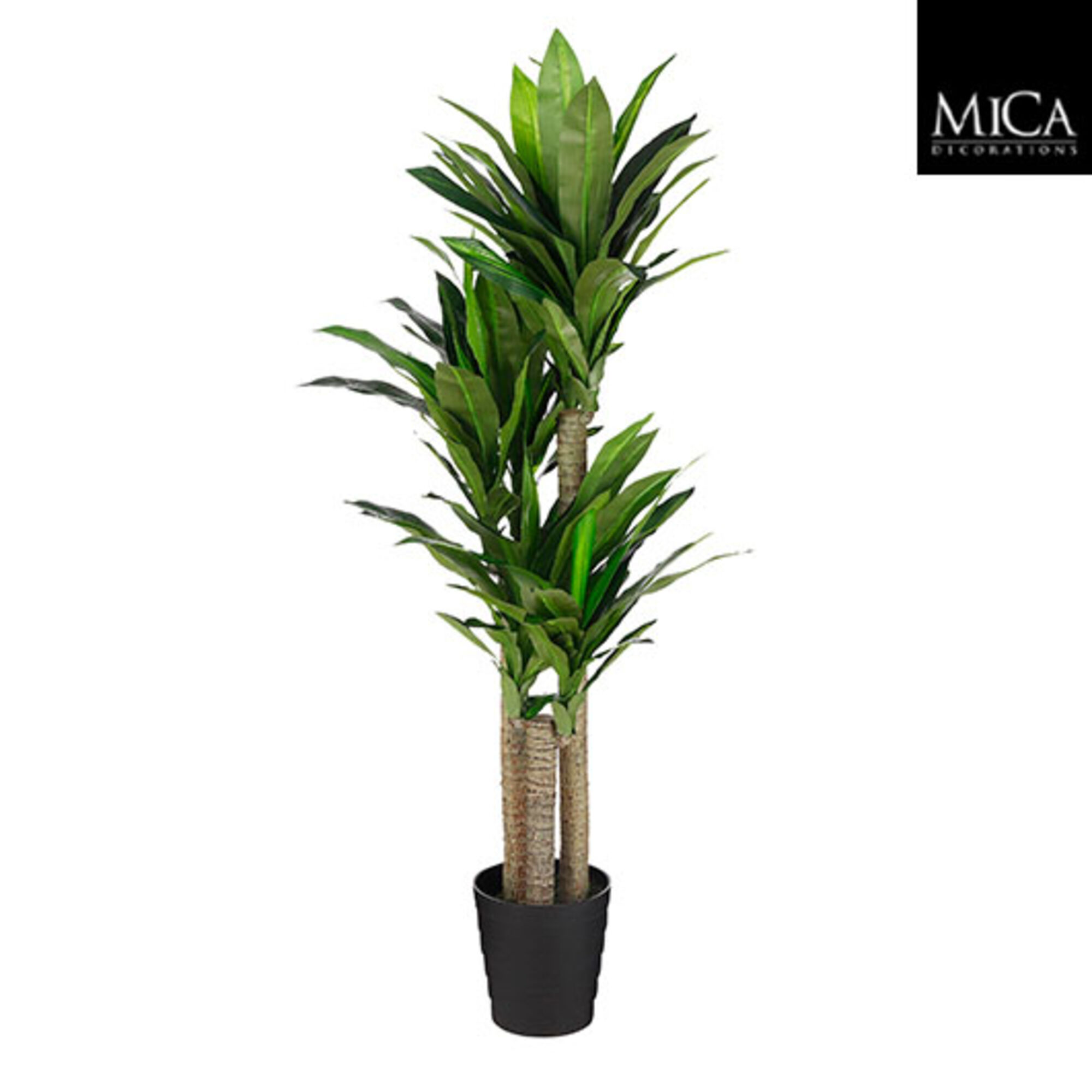 Dracaena in pot groen