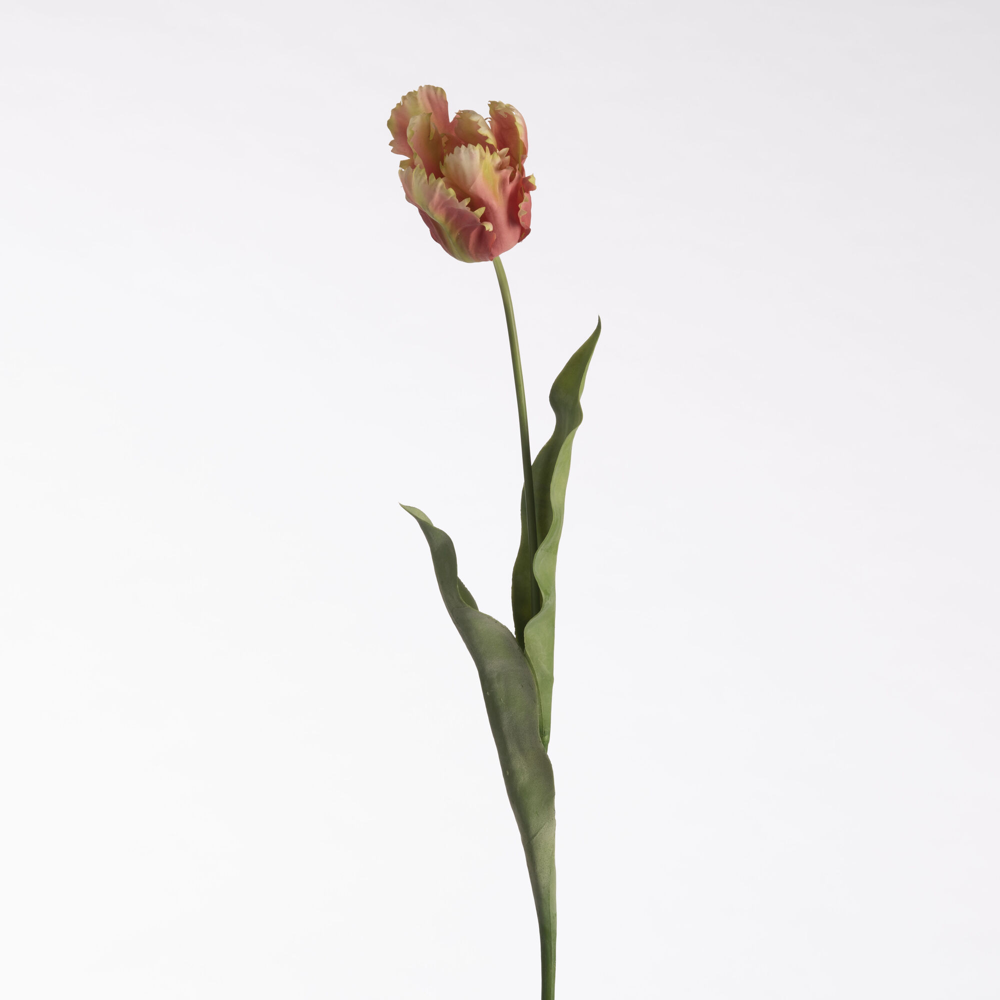 Tulip Parrot - Salmon