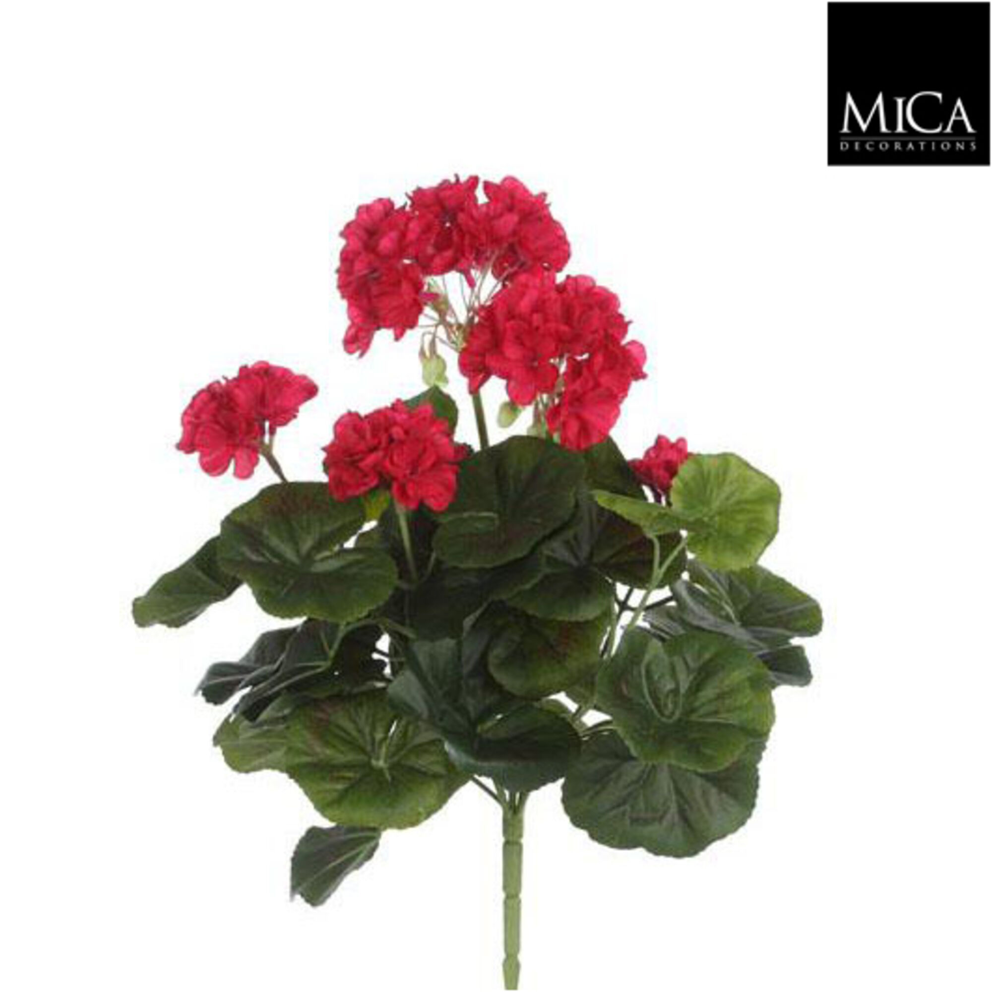 Geranium d.roze