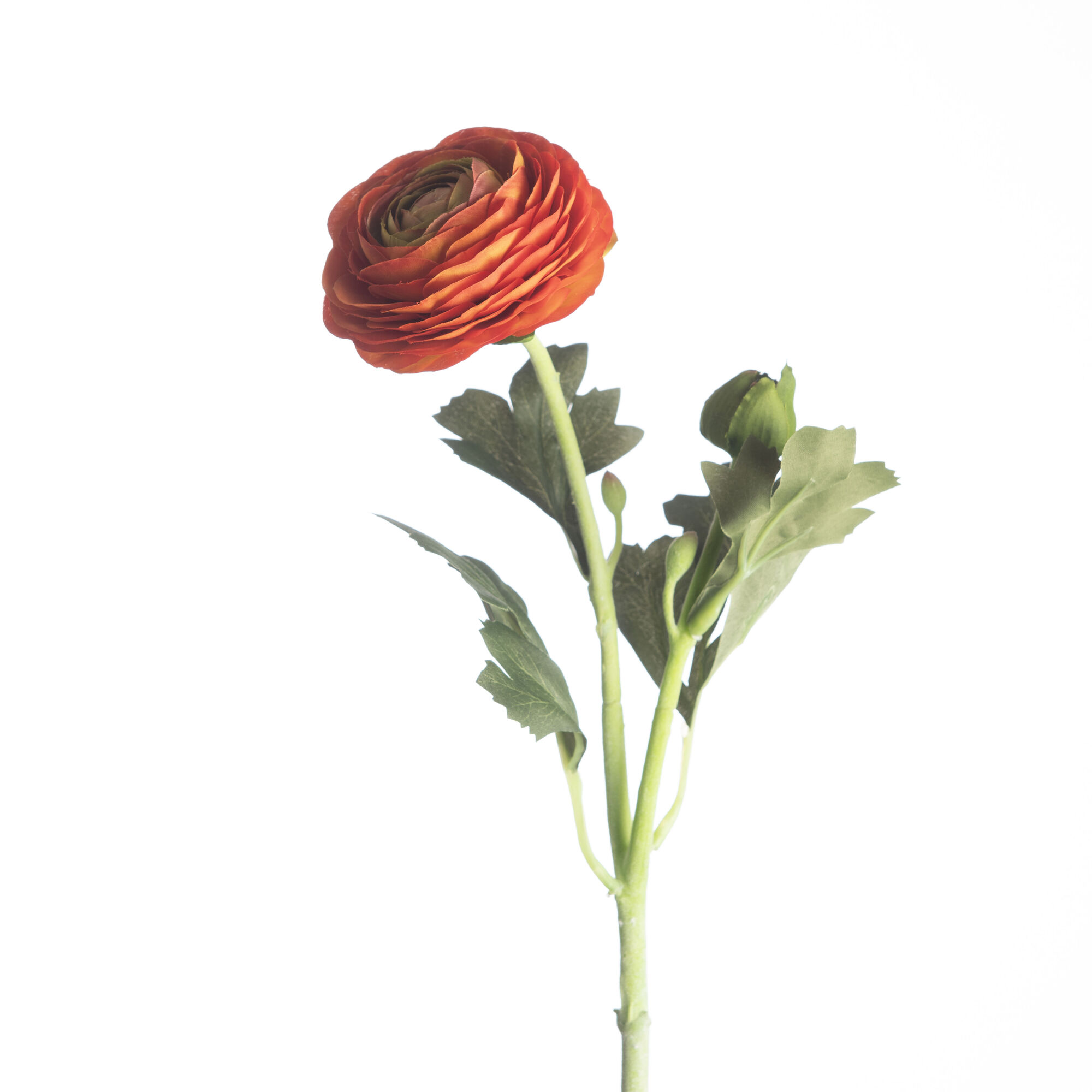 Ranunculus - Orange