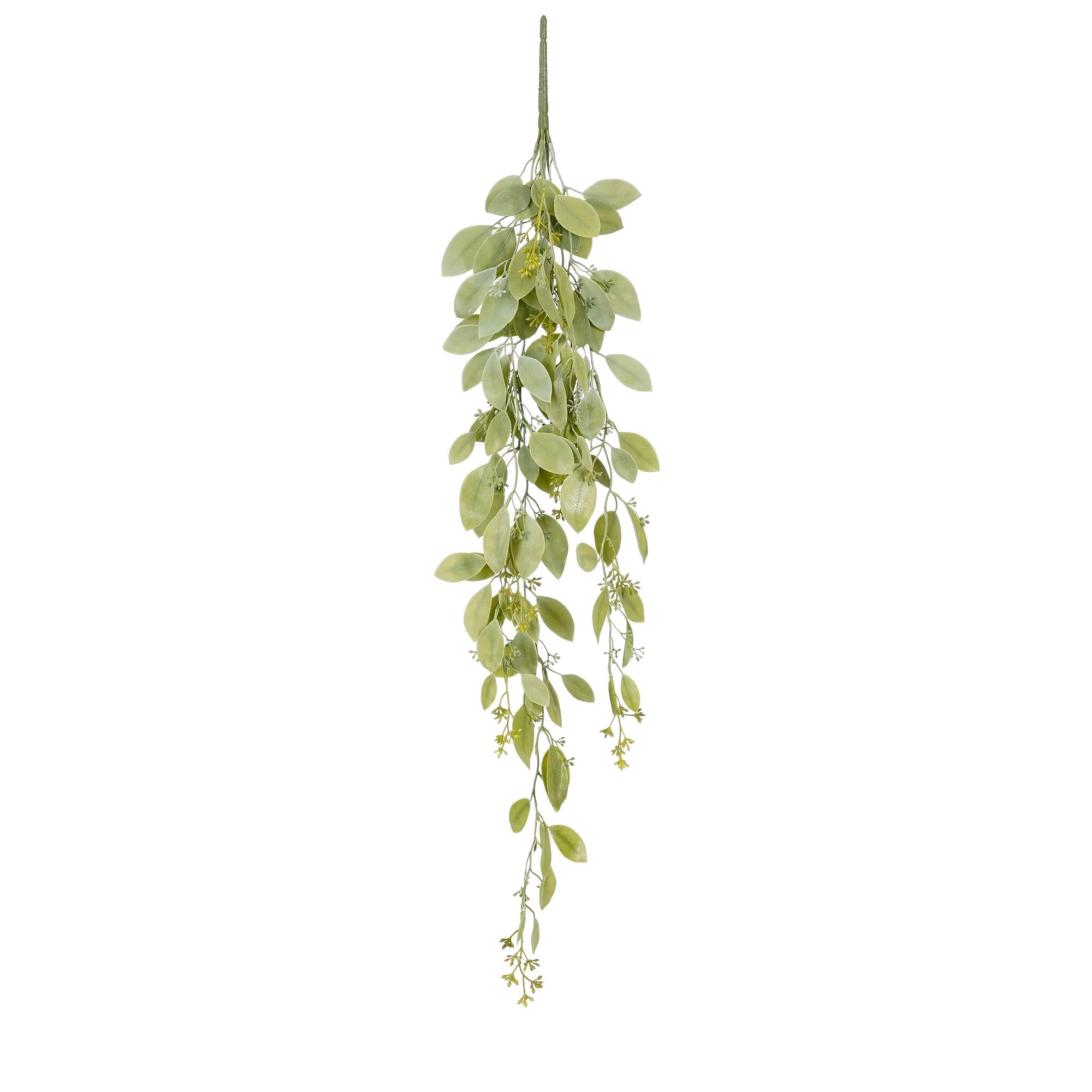 Senecio cineraria hangend l.groen