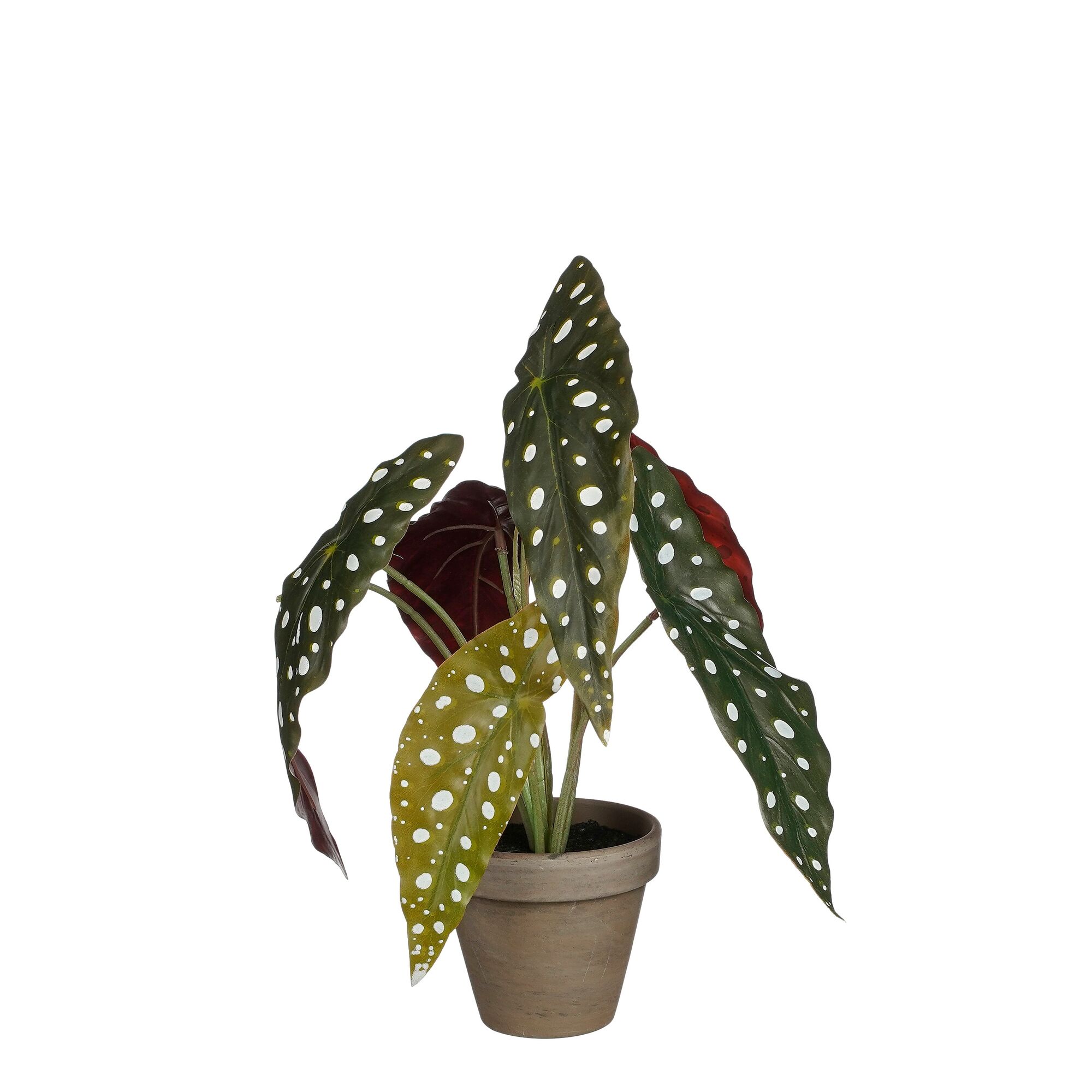 Begonia maculata groen in pot Stan grijs d9cm