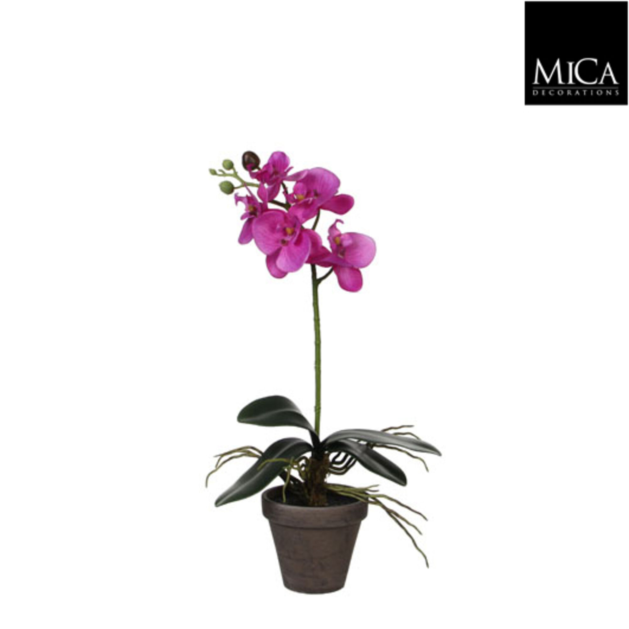 Phalaenopsis paars in pot Stan grijs d11,5cm