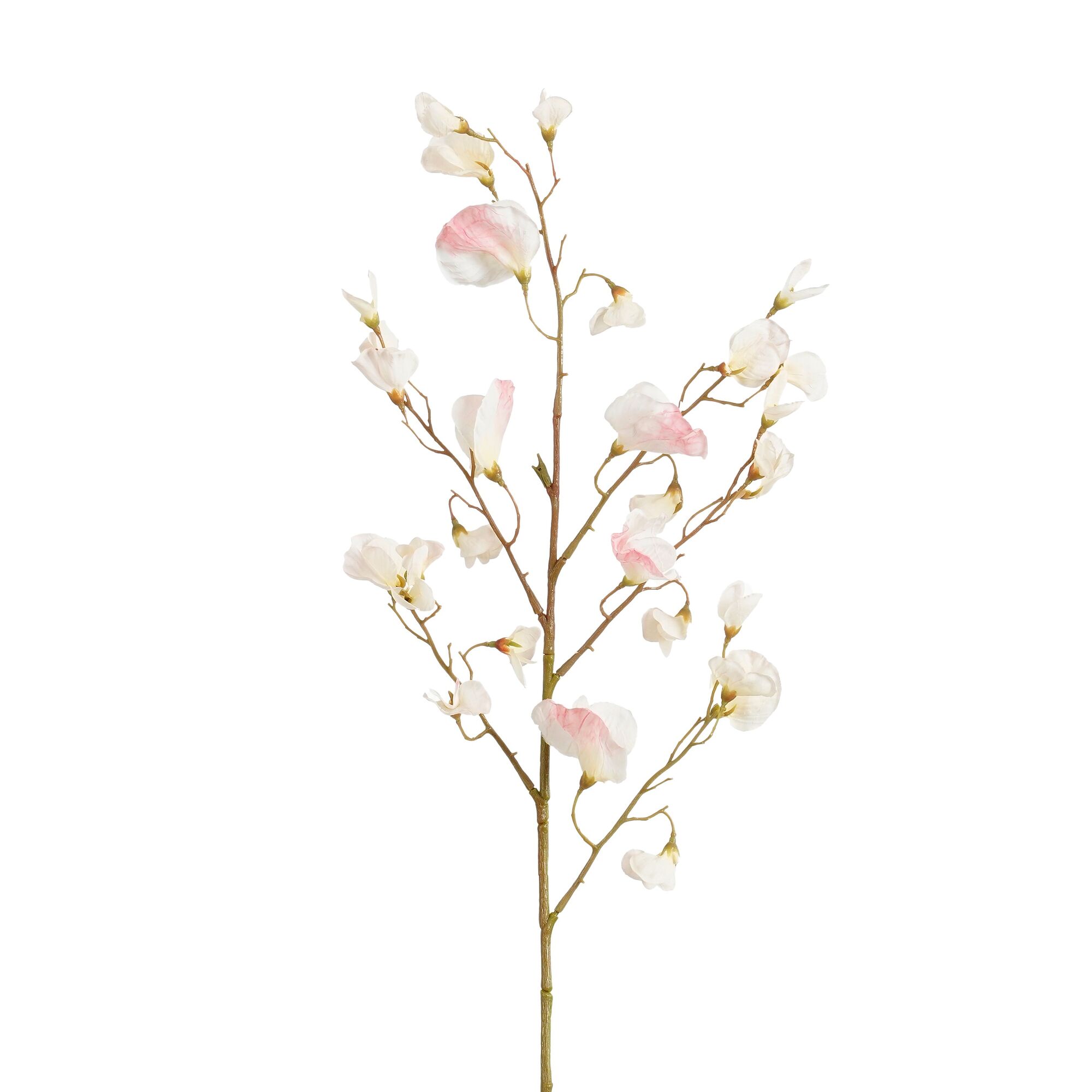 Lathyrus tak l.roze