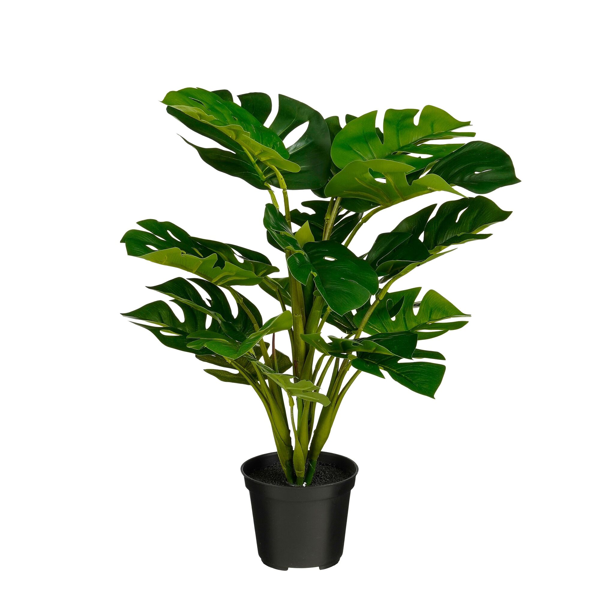 Philo in pot groen