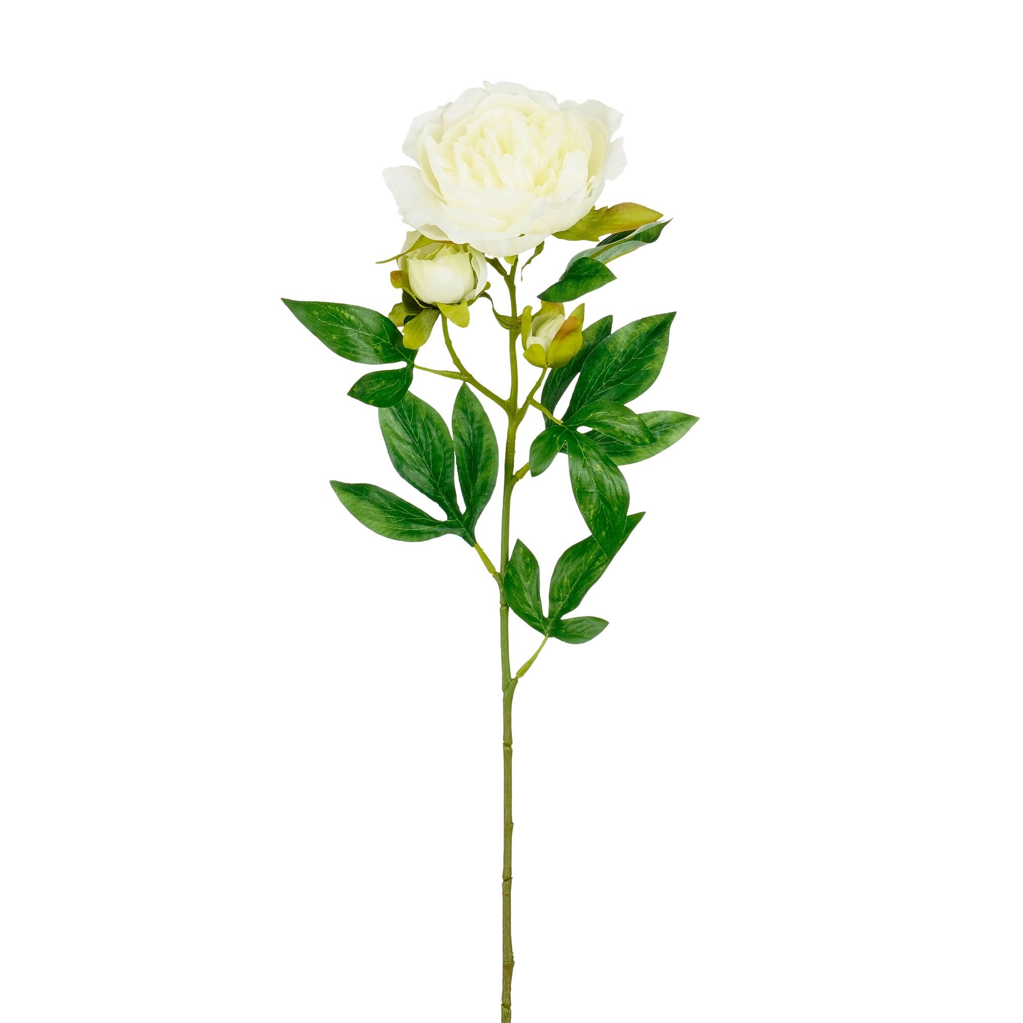 Pioen creme