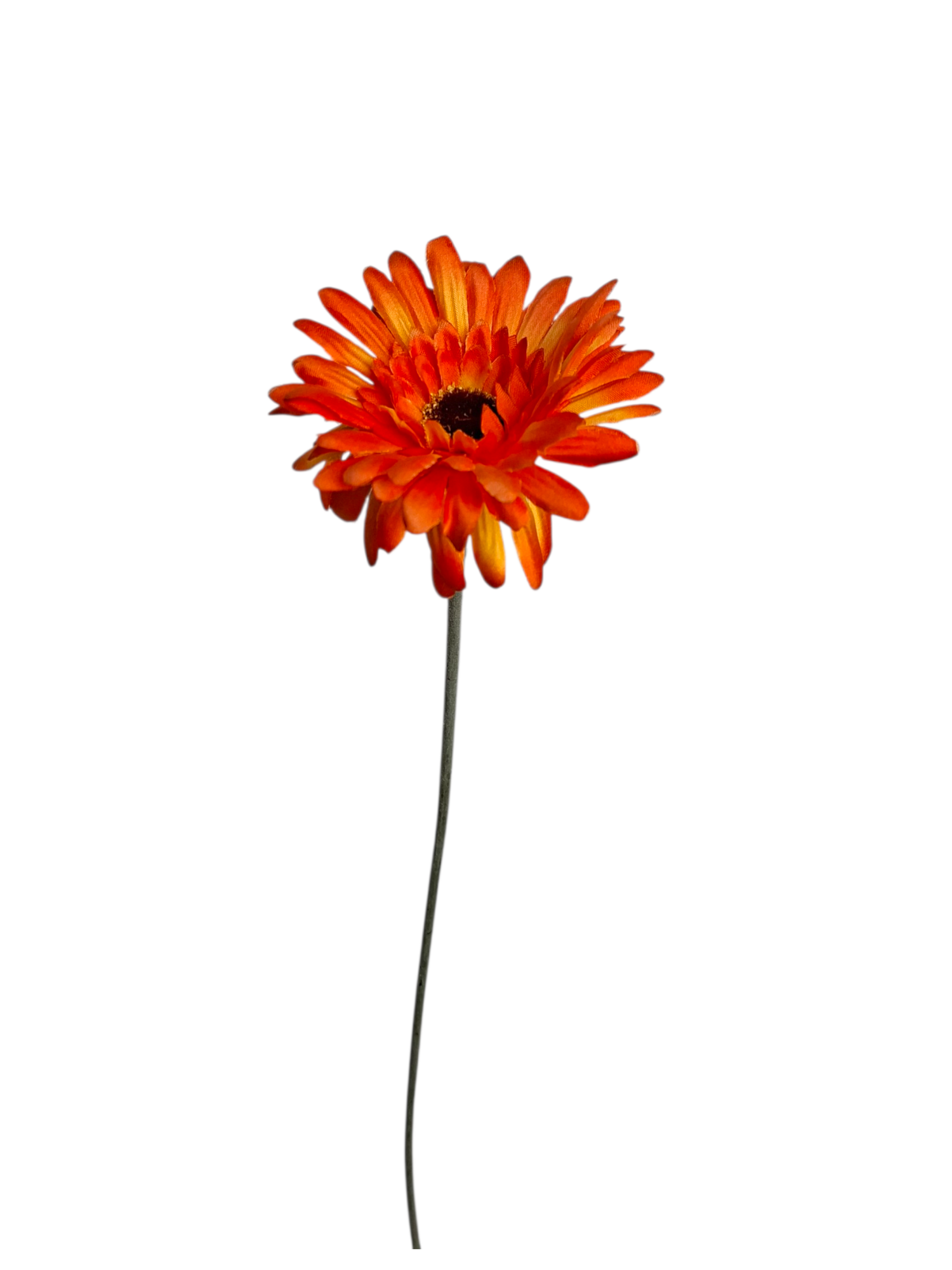 Gerbera - Orange
