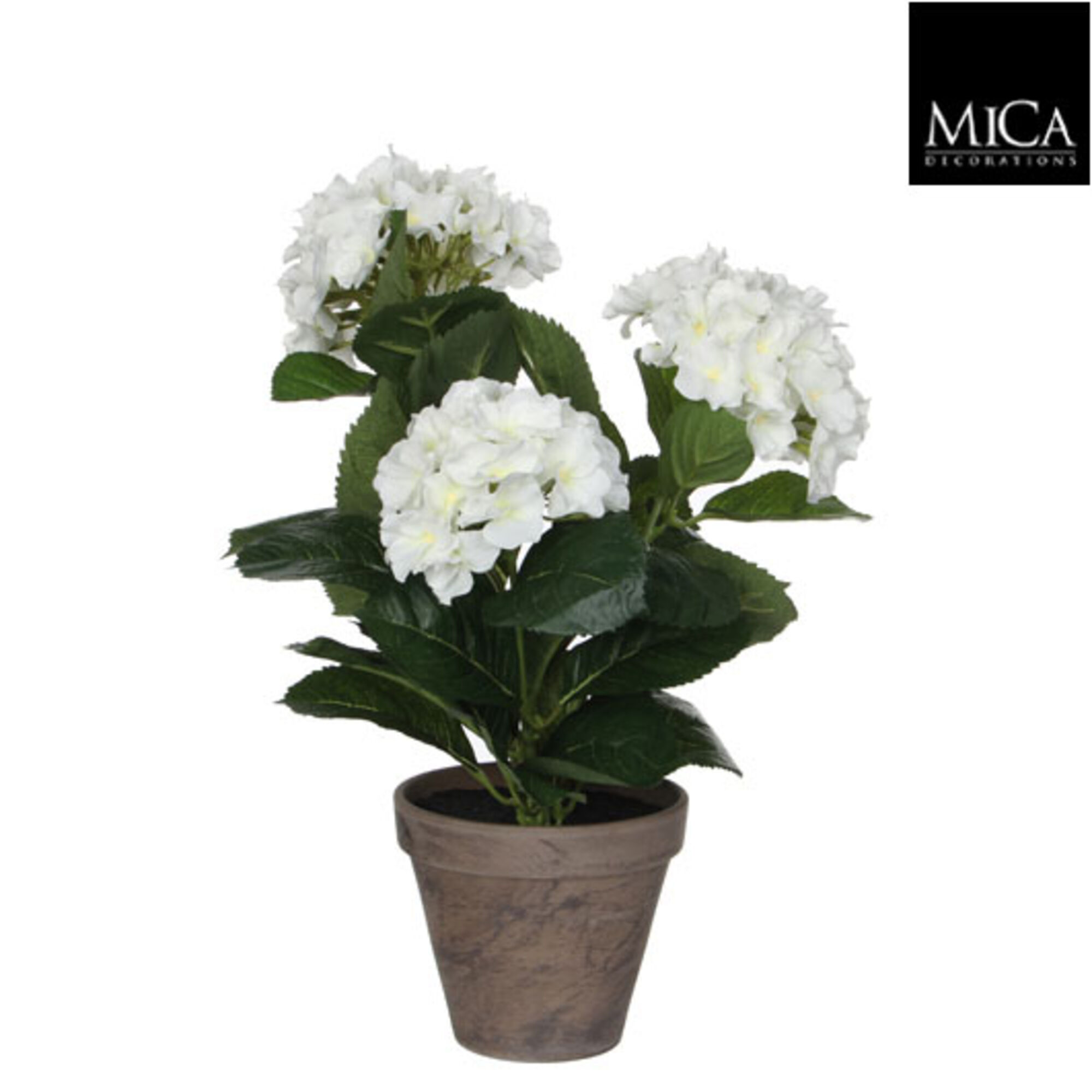 Hortensia wit in pot Stan grijs d13,5cm