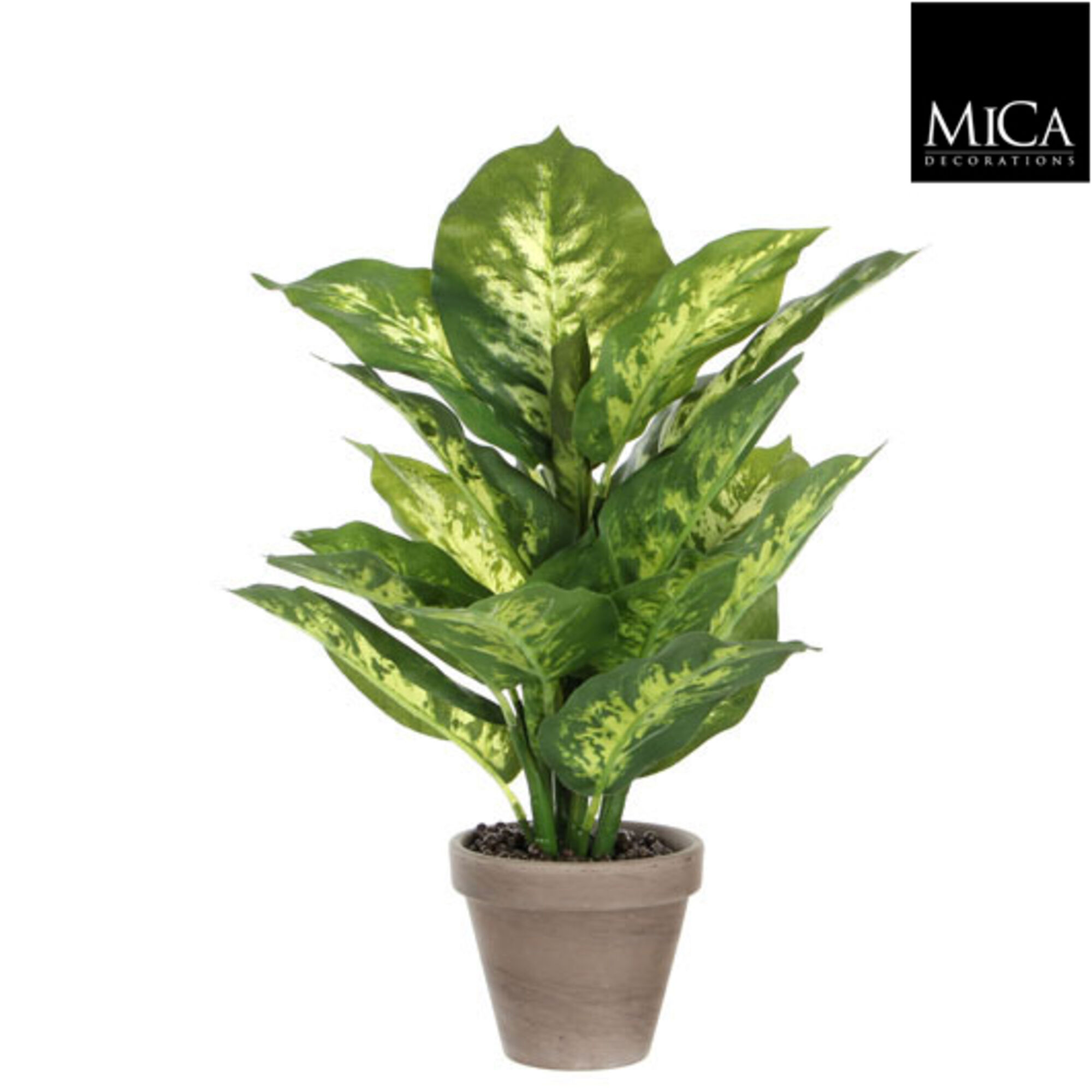 Dieffenbachia groen in pot Stan grijs d11,5cm