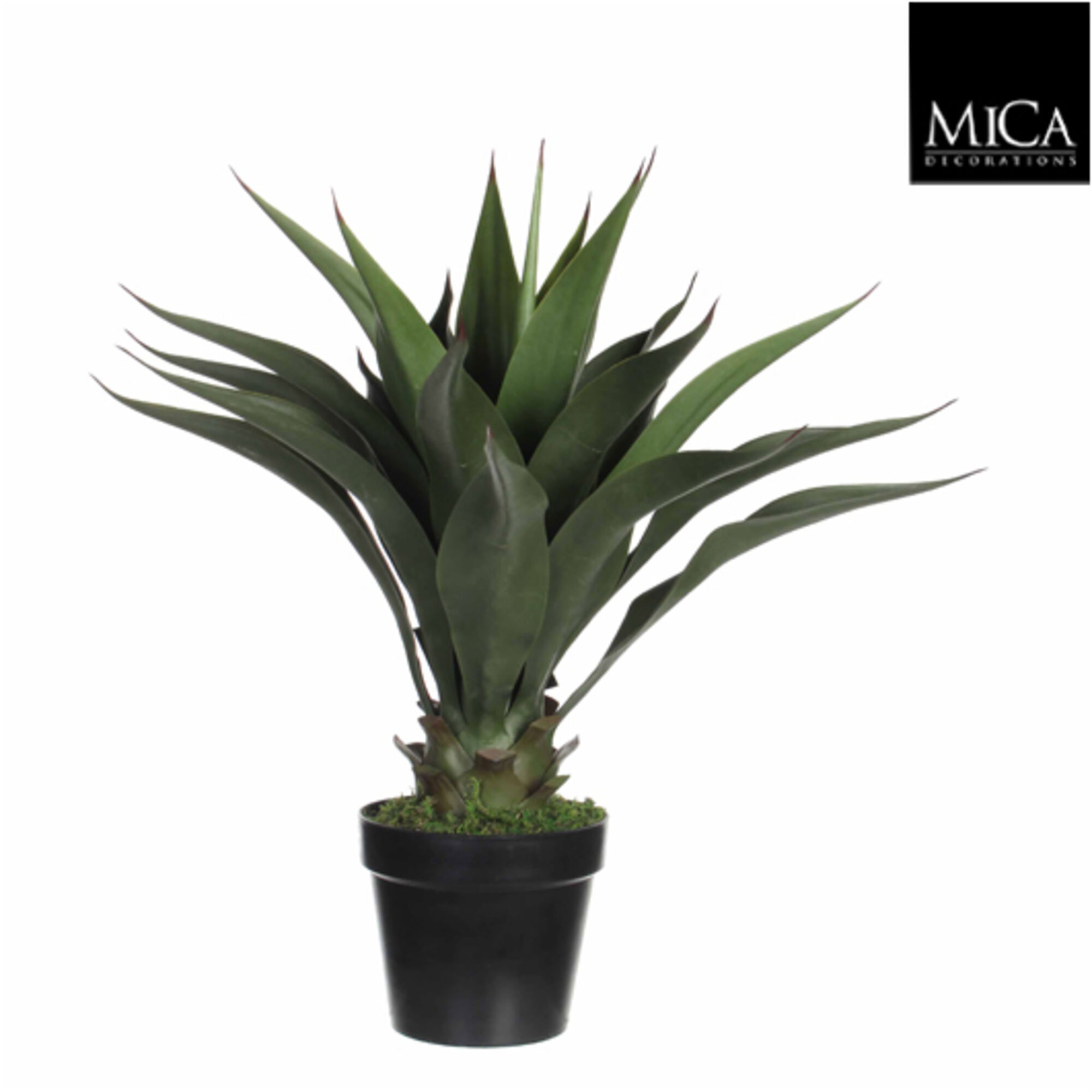 Agave in pot groen