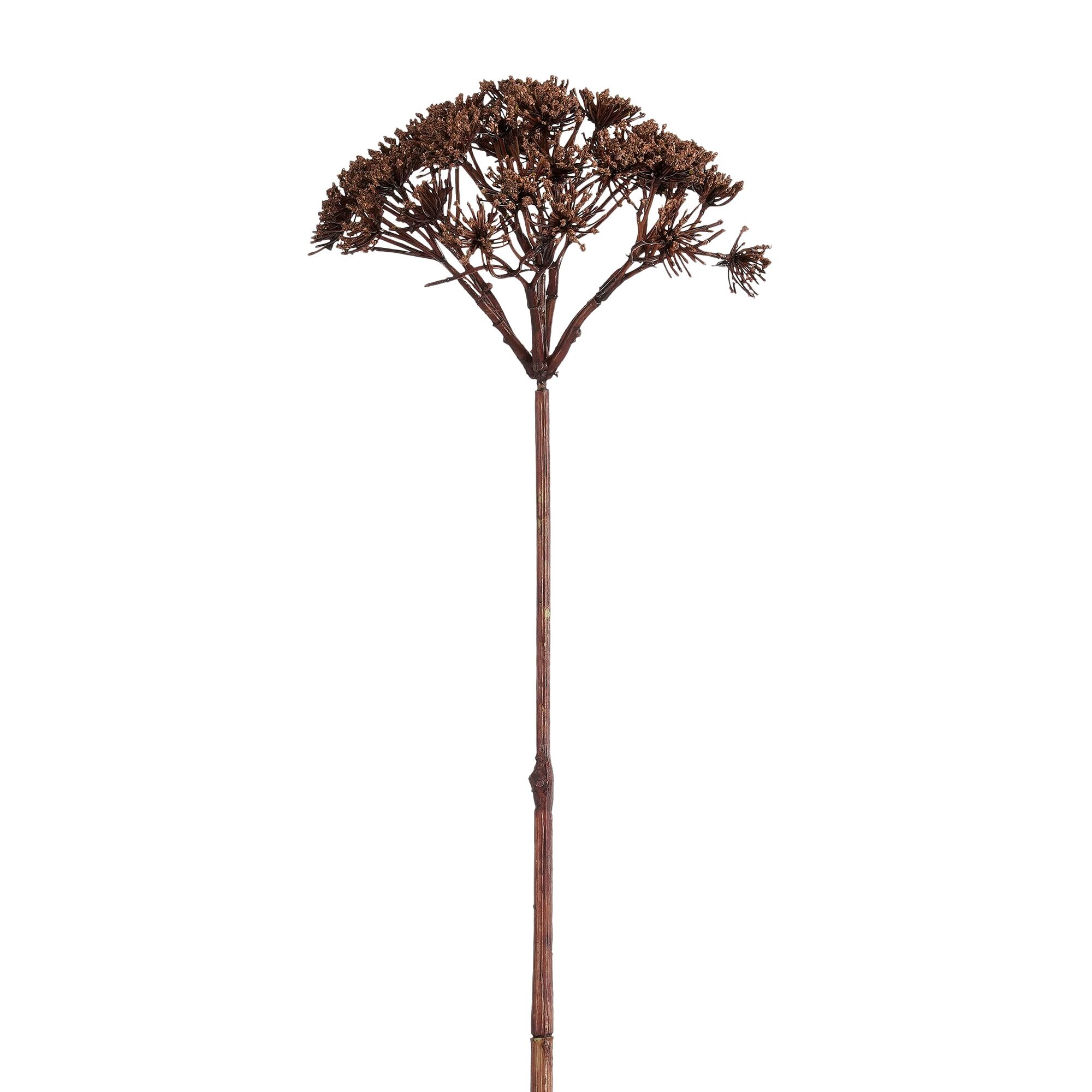 Daucus carota d.bruin