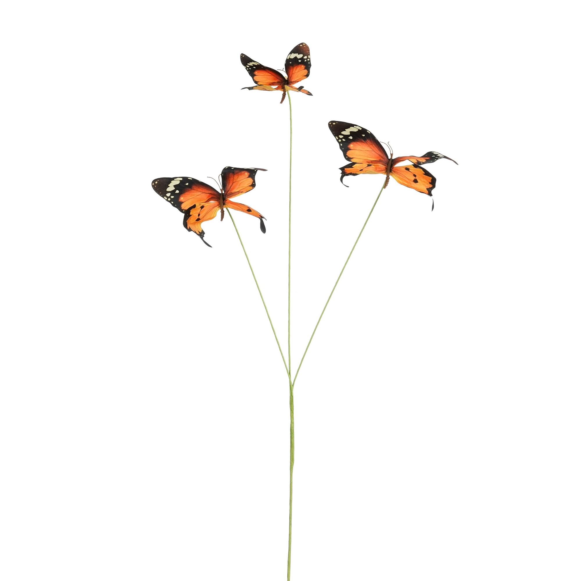 Tak vlinder oranje