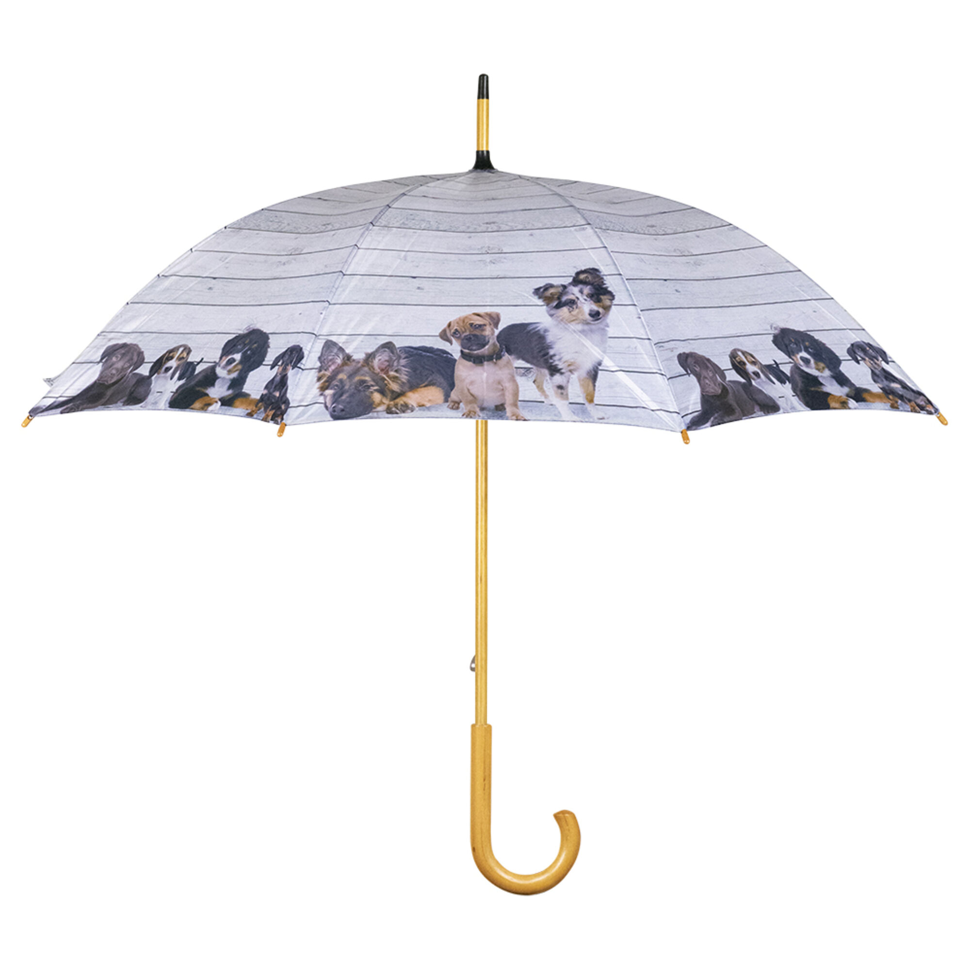 paraplu steigerhout puppies