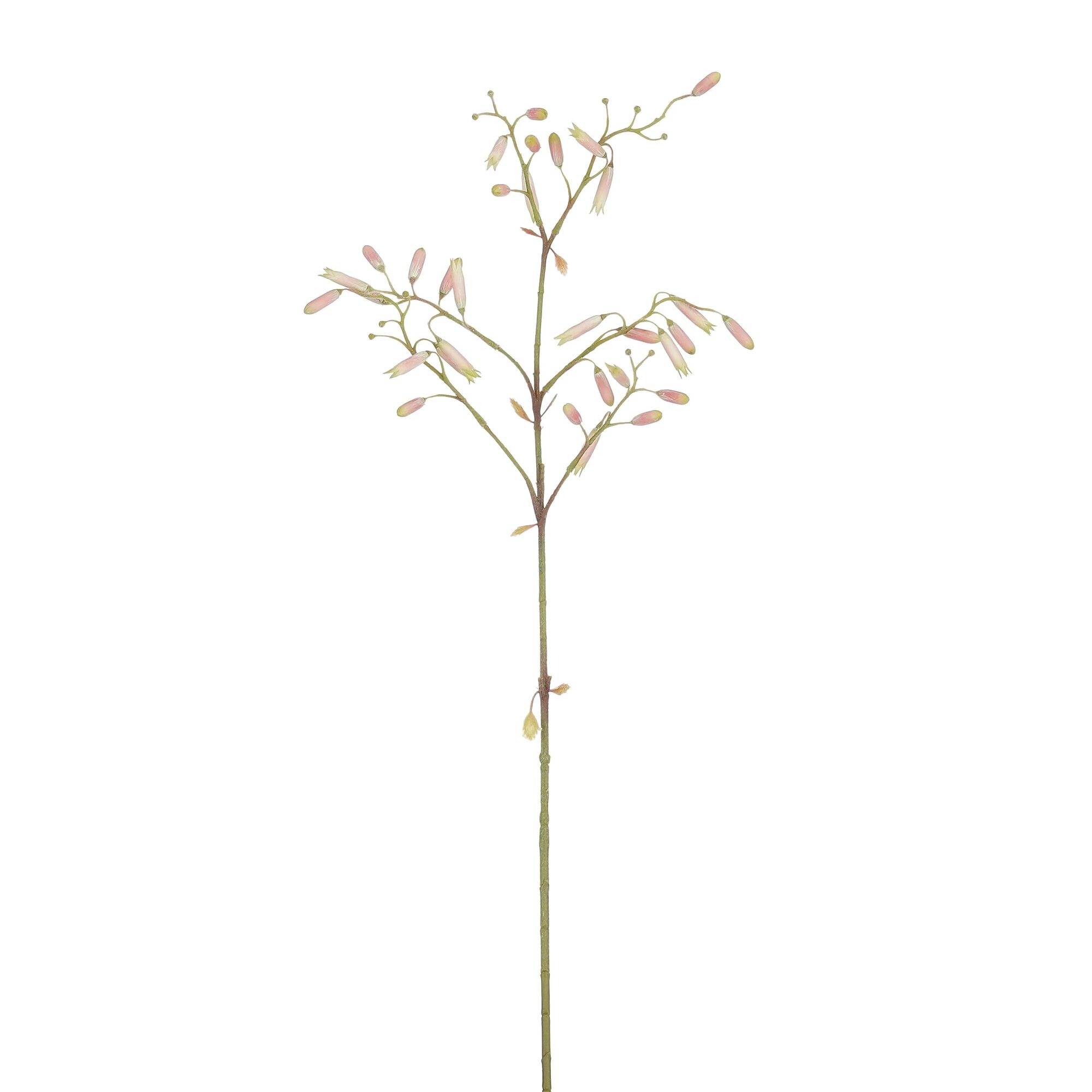 Kalanchoe roze