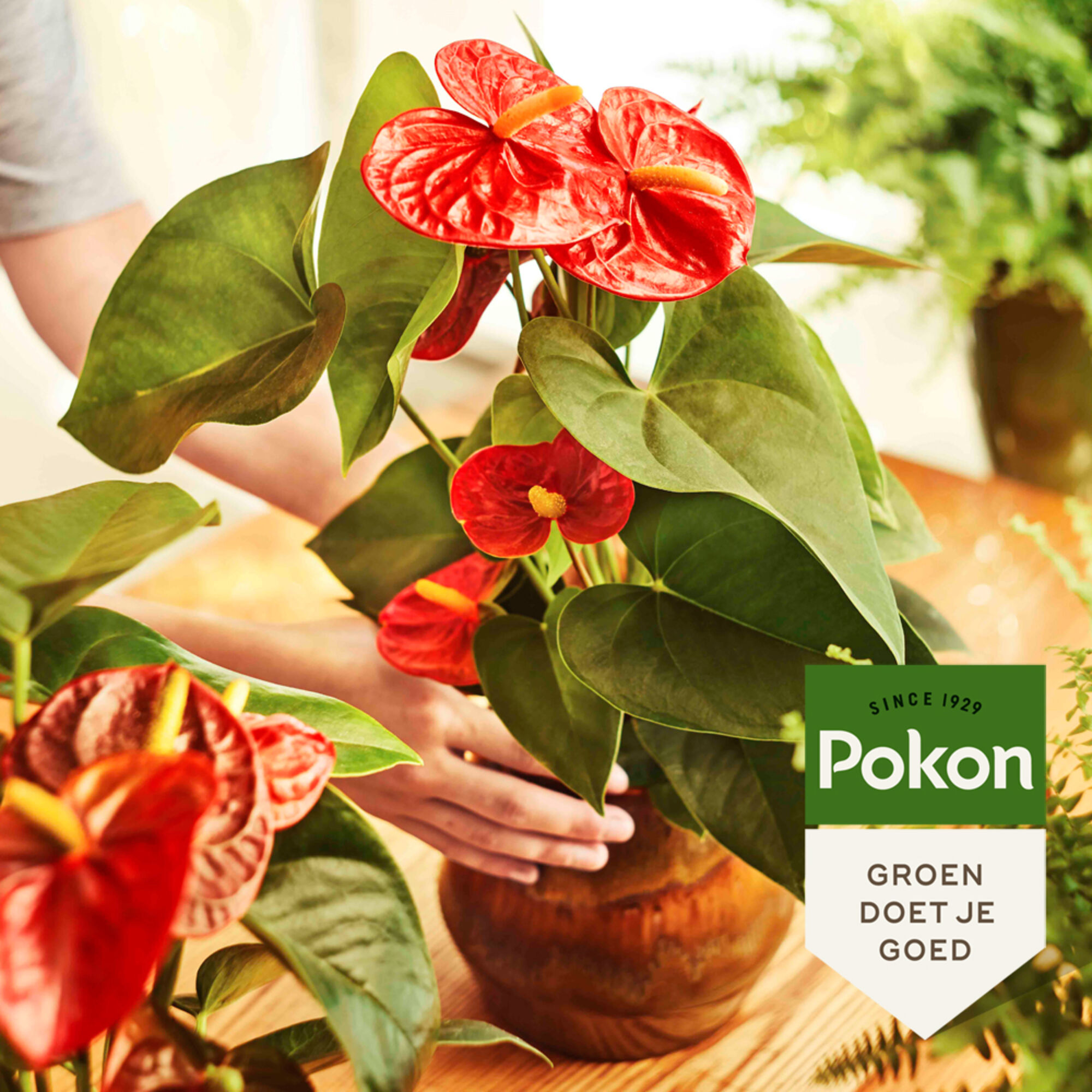Pokon Anthurium