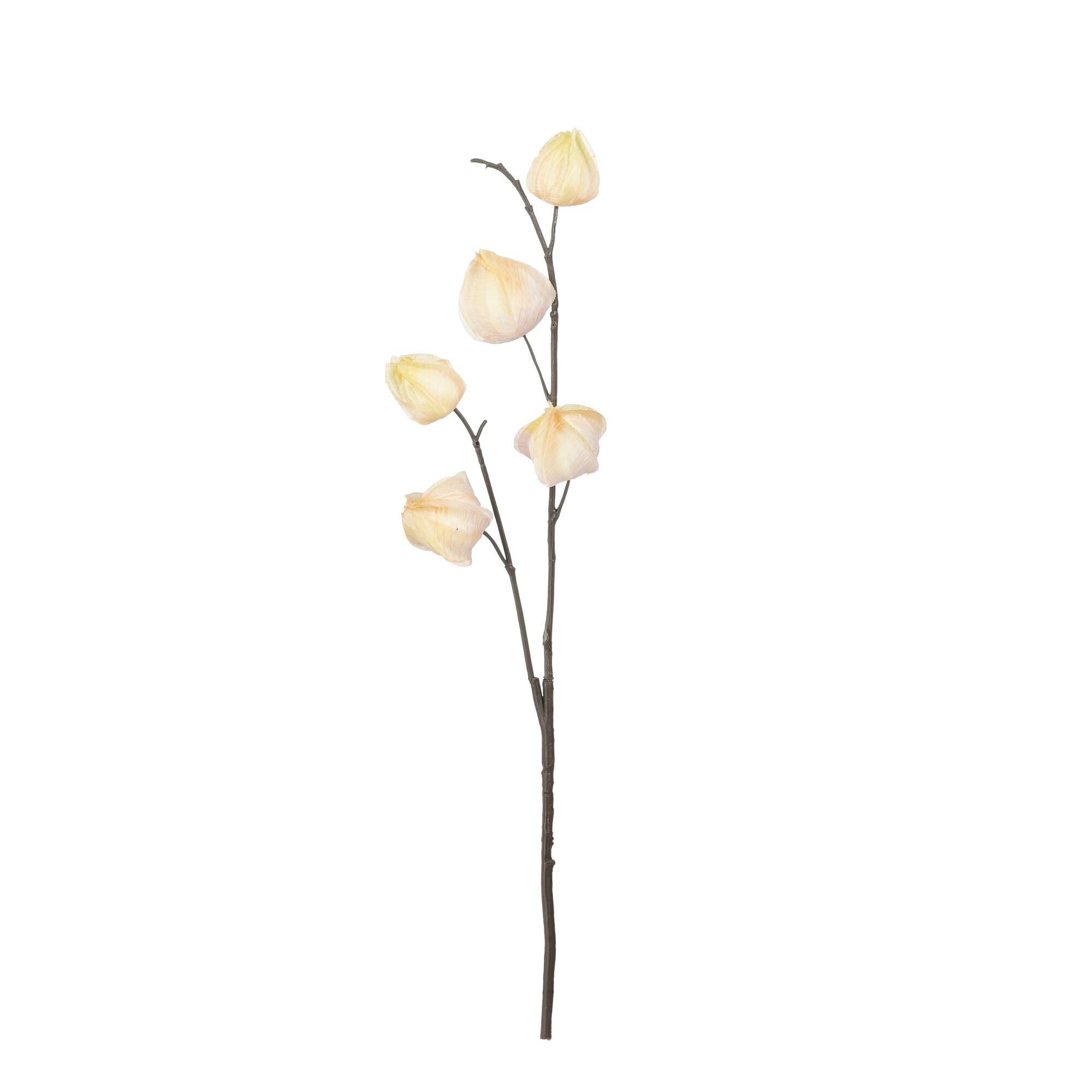 Chinese lantaarn creme