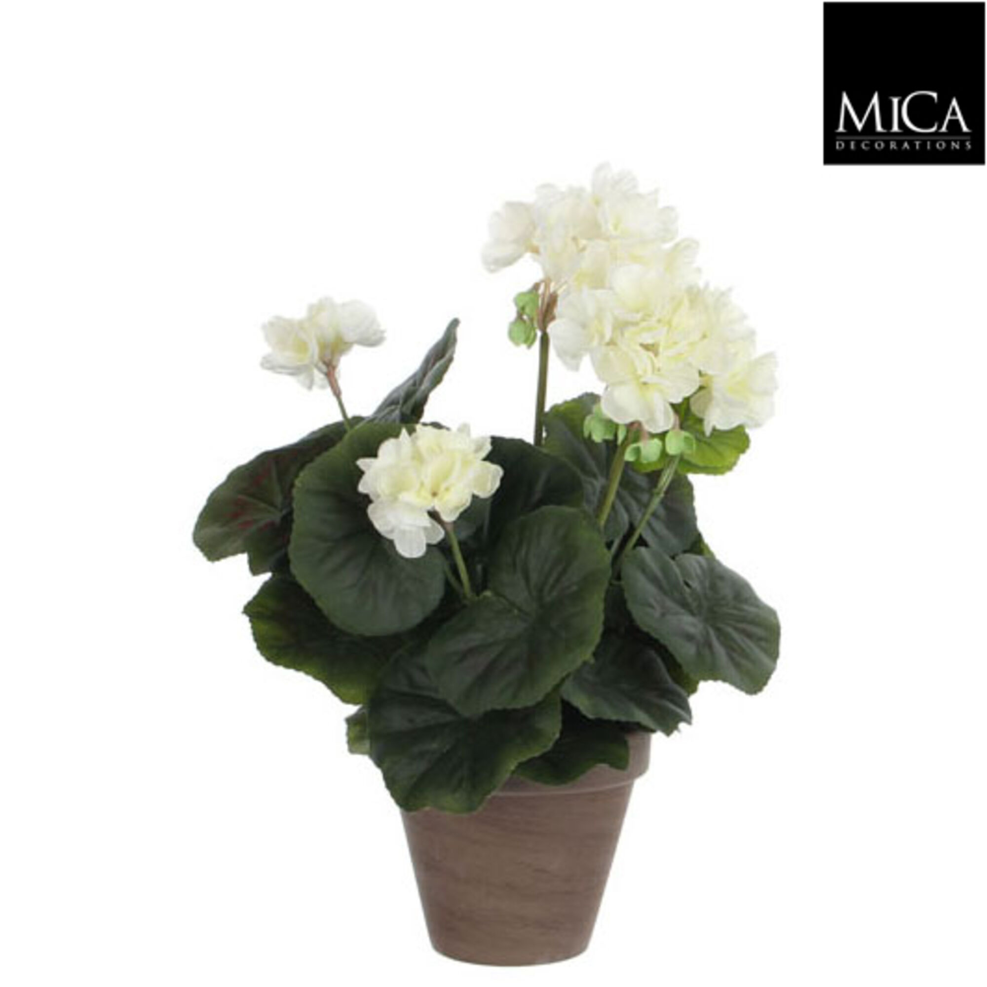 Geranium creme in pot Stan grijs d11,5cm