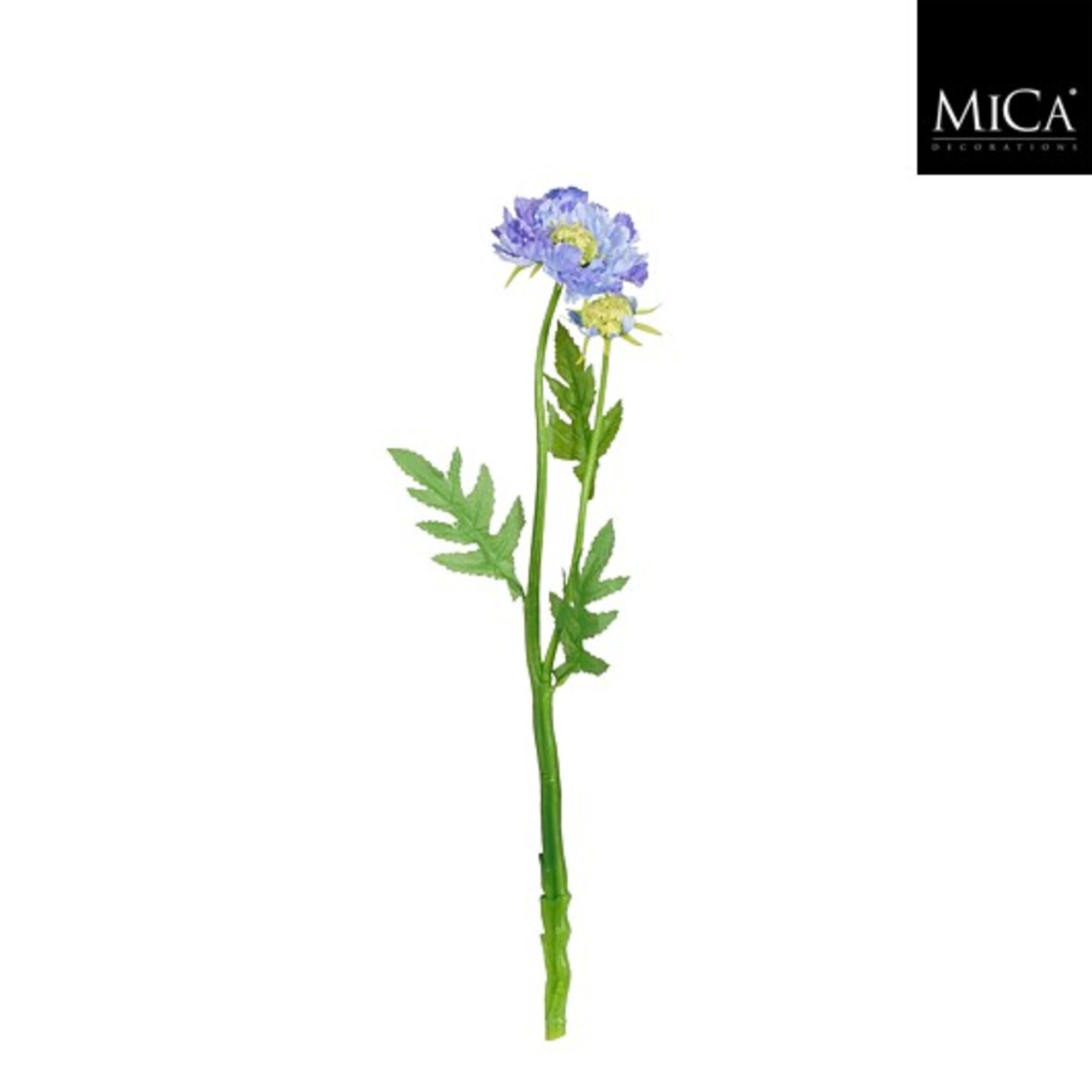 Scabiosa blauw