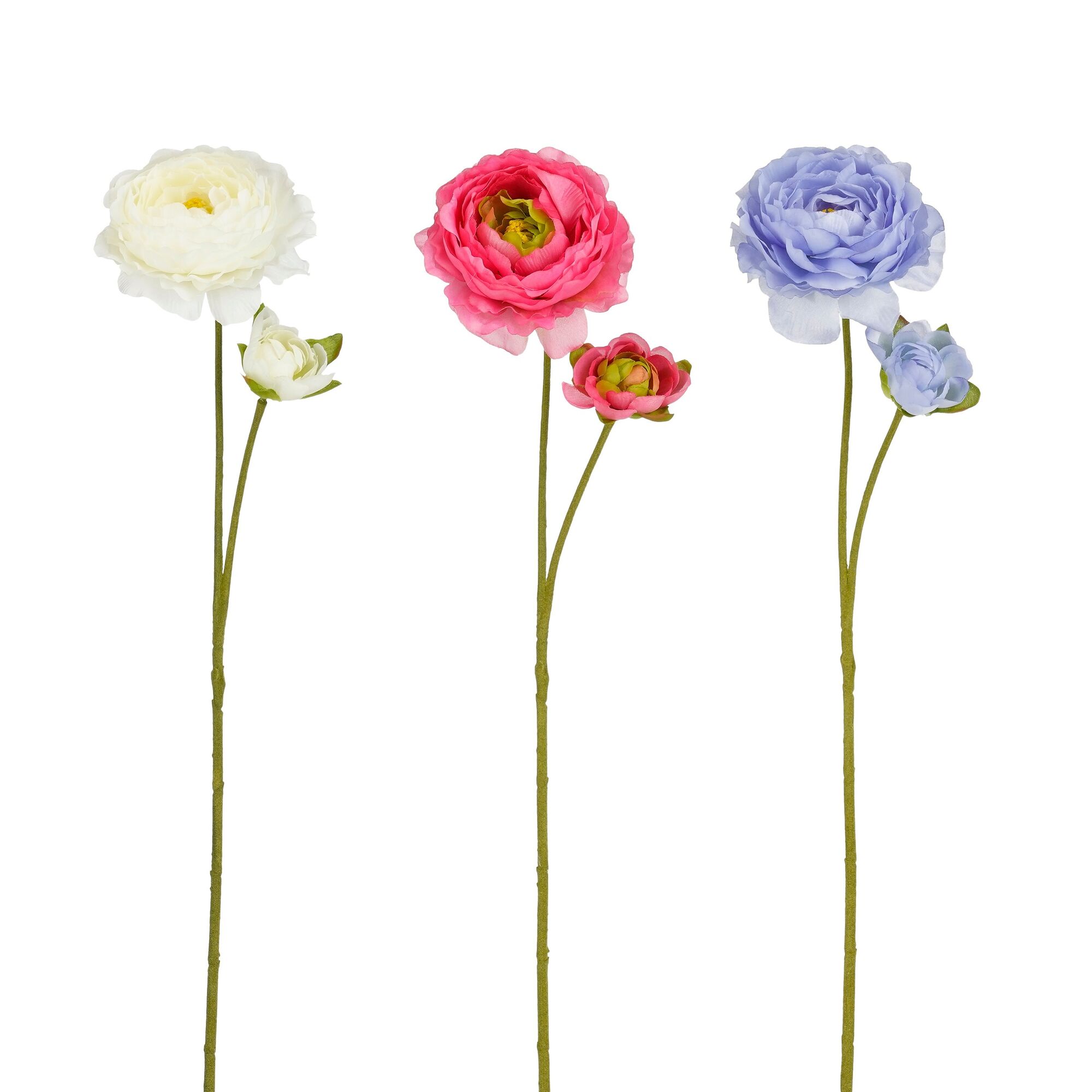 Ranunculus creme fuchsia 3 assorti Leafless