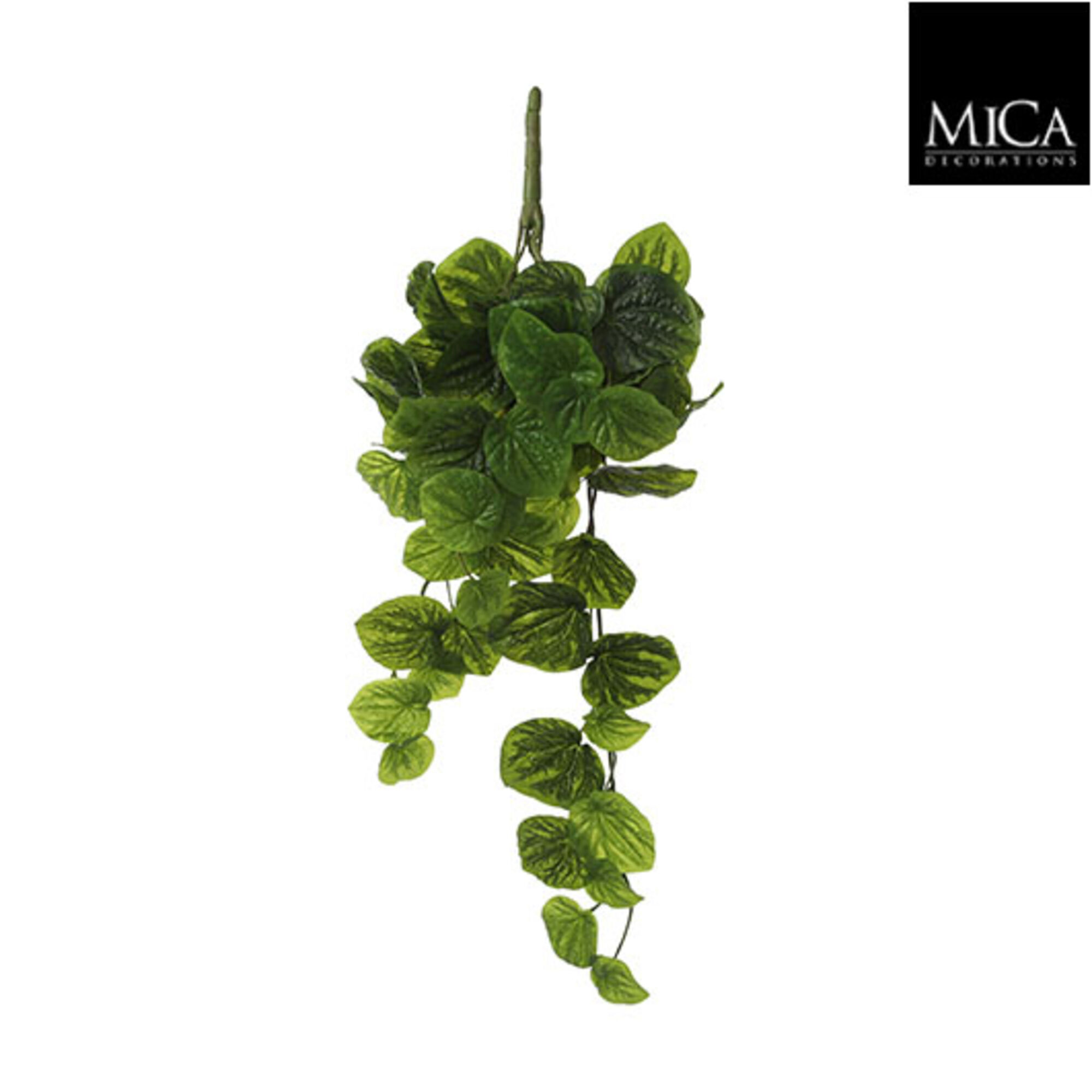 Peperomia hangend groen