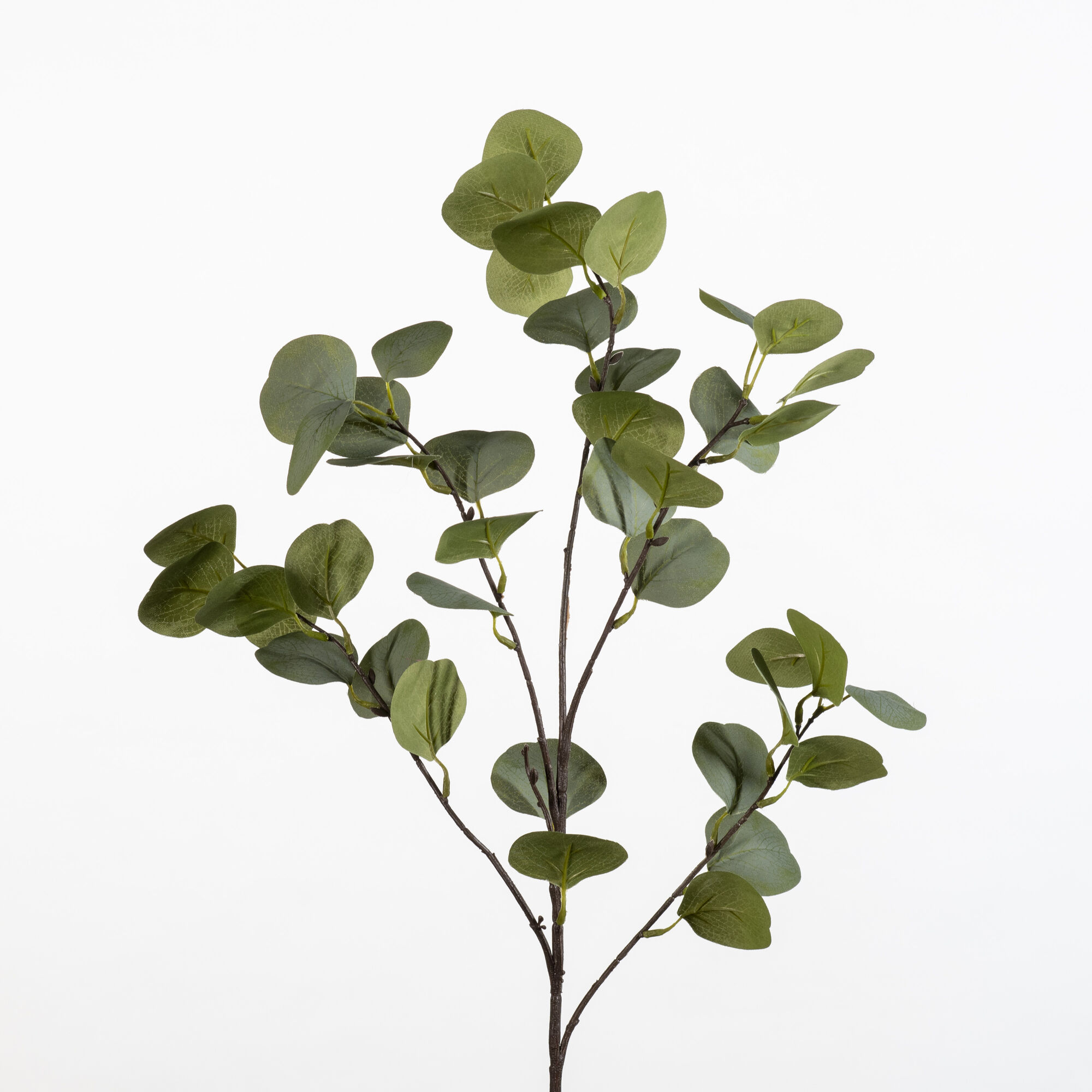 Eucalyptus Populus - green/grey