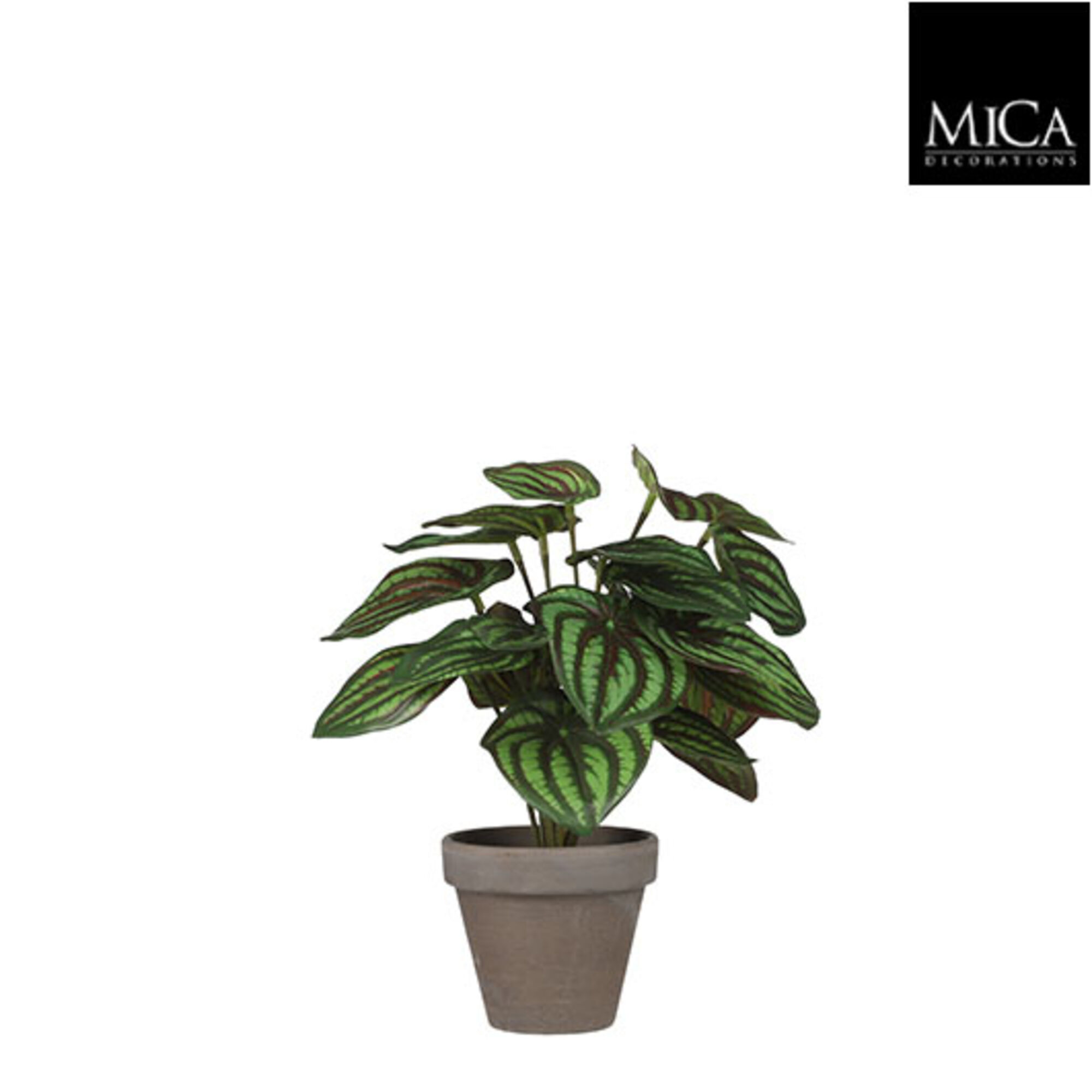 Peperomia groen in pot Stan grey d9cm