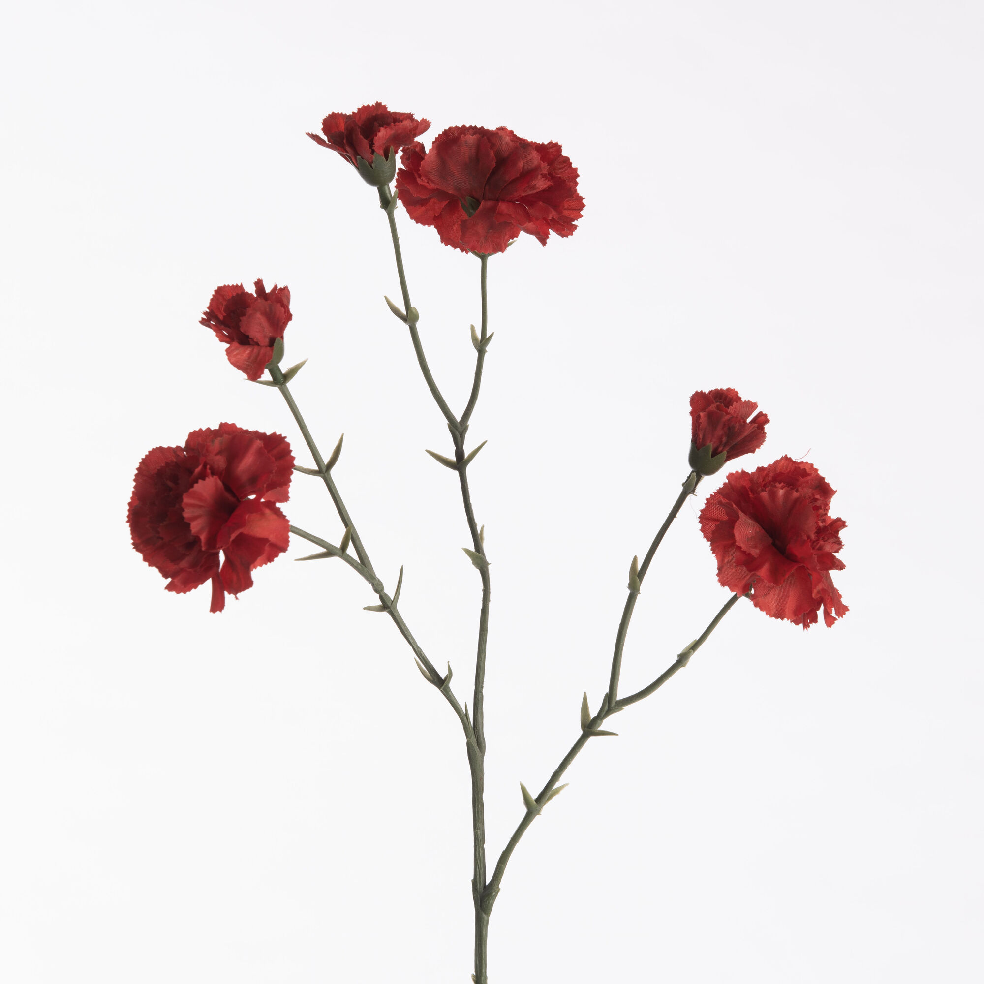 Dianthus x6 - Red
