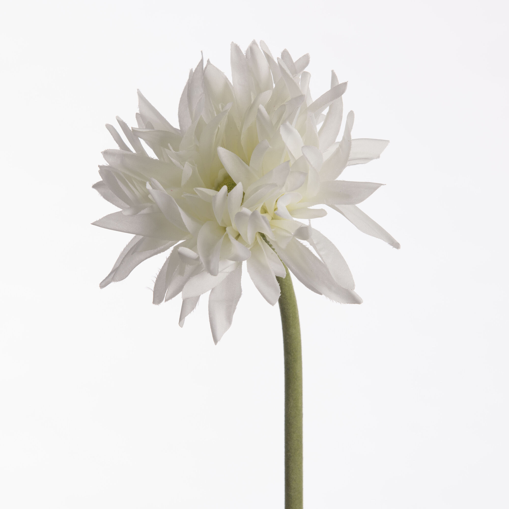 Gerbera Spider - White