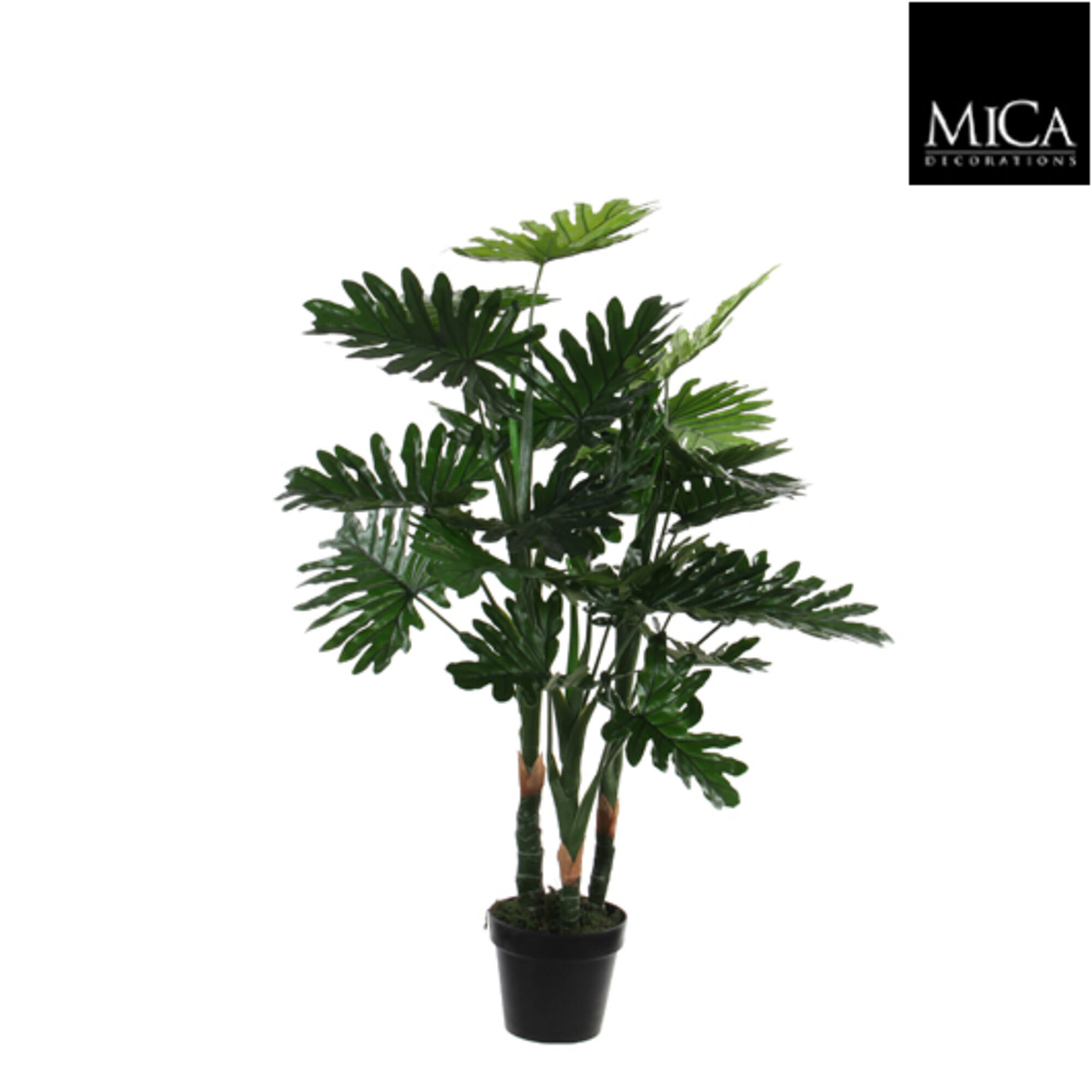 Philodendron in plastic pot groen