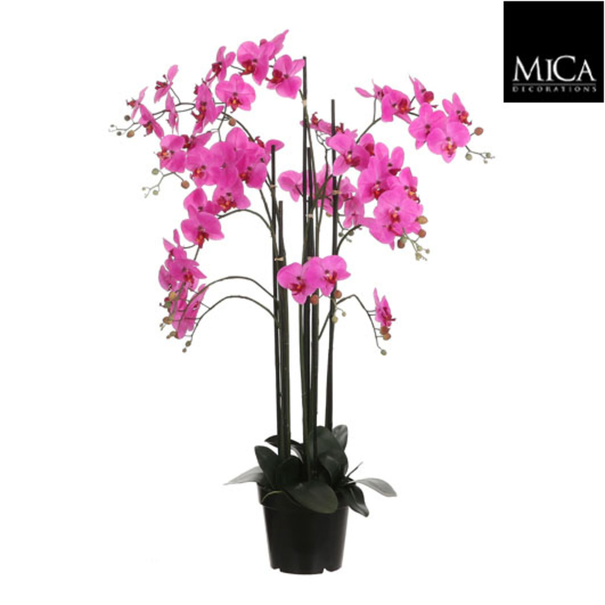 Phalaenopsis in plastic pot paars