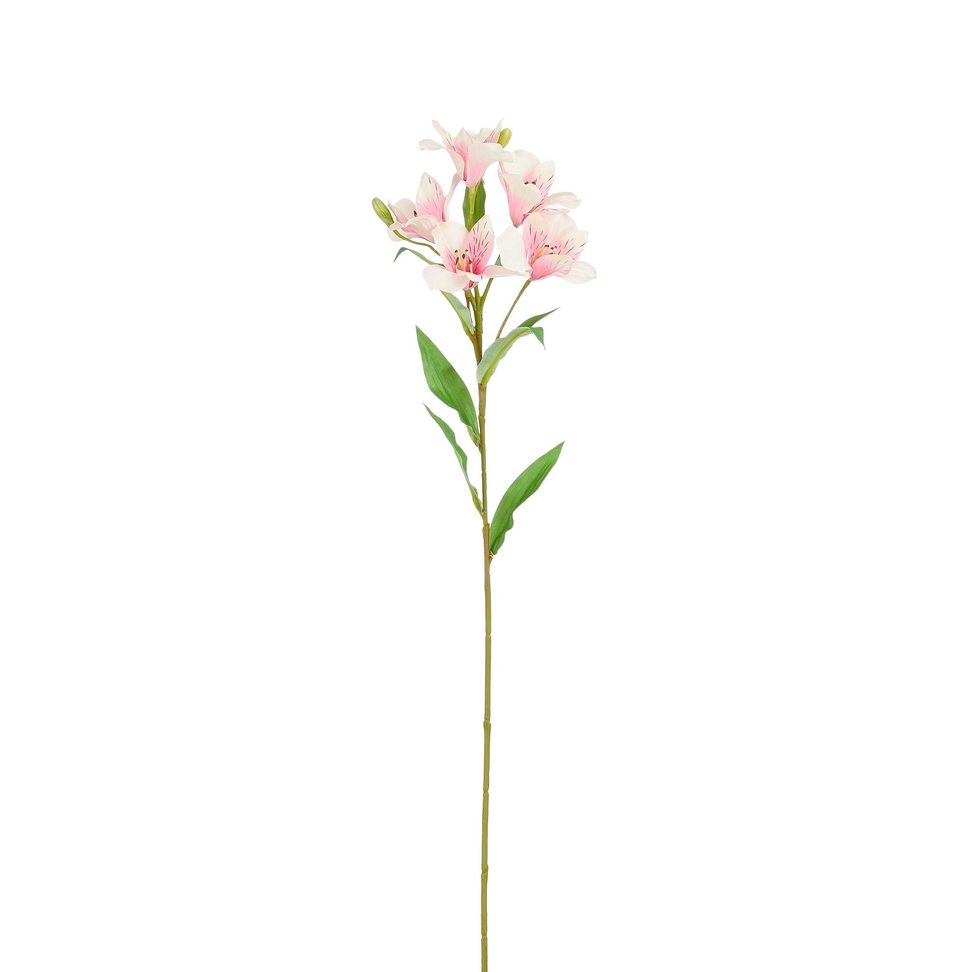 Alstroemeria roze