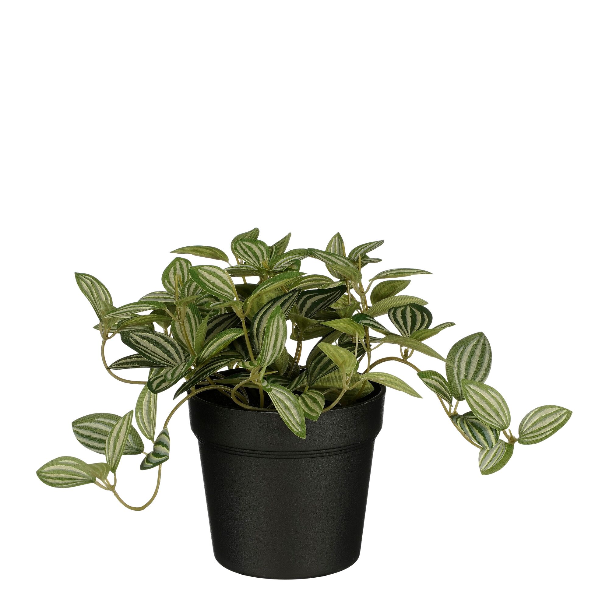 Tradescantia in pot groen