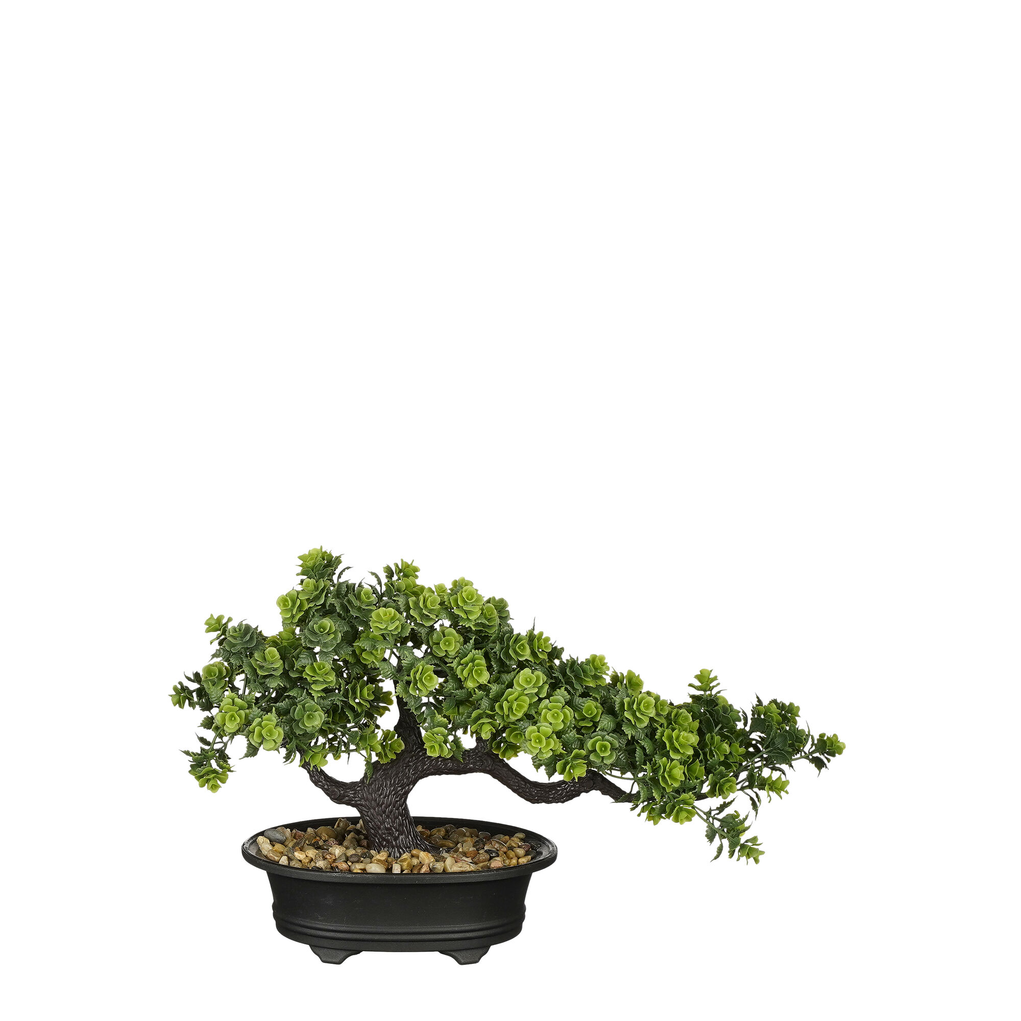 Bonsai in pot groen