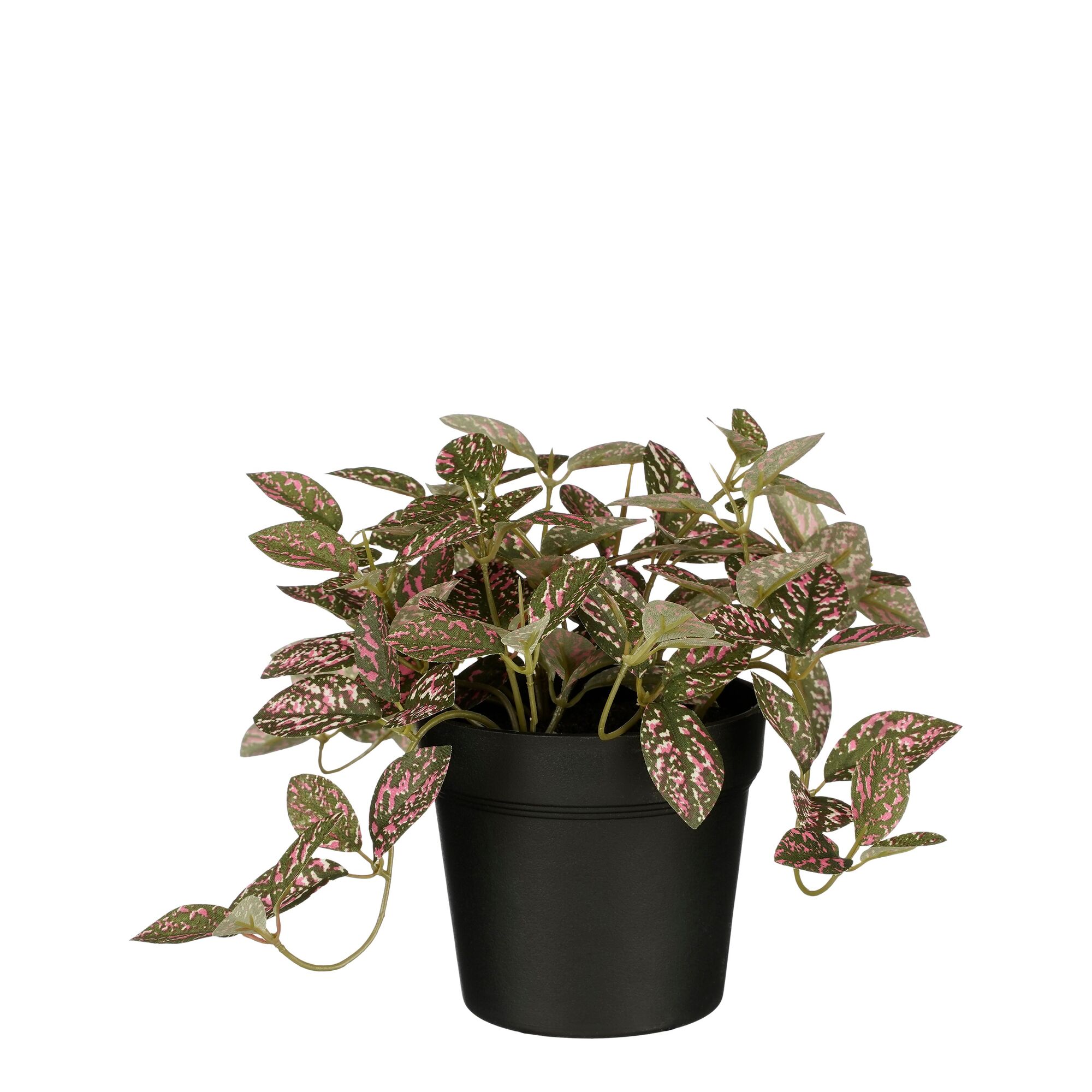 Fittonia in pot roze