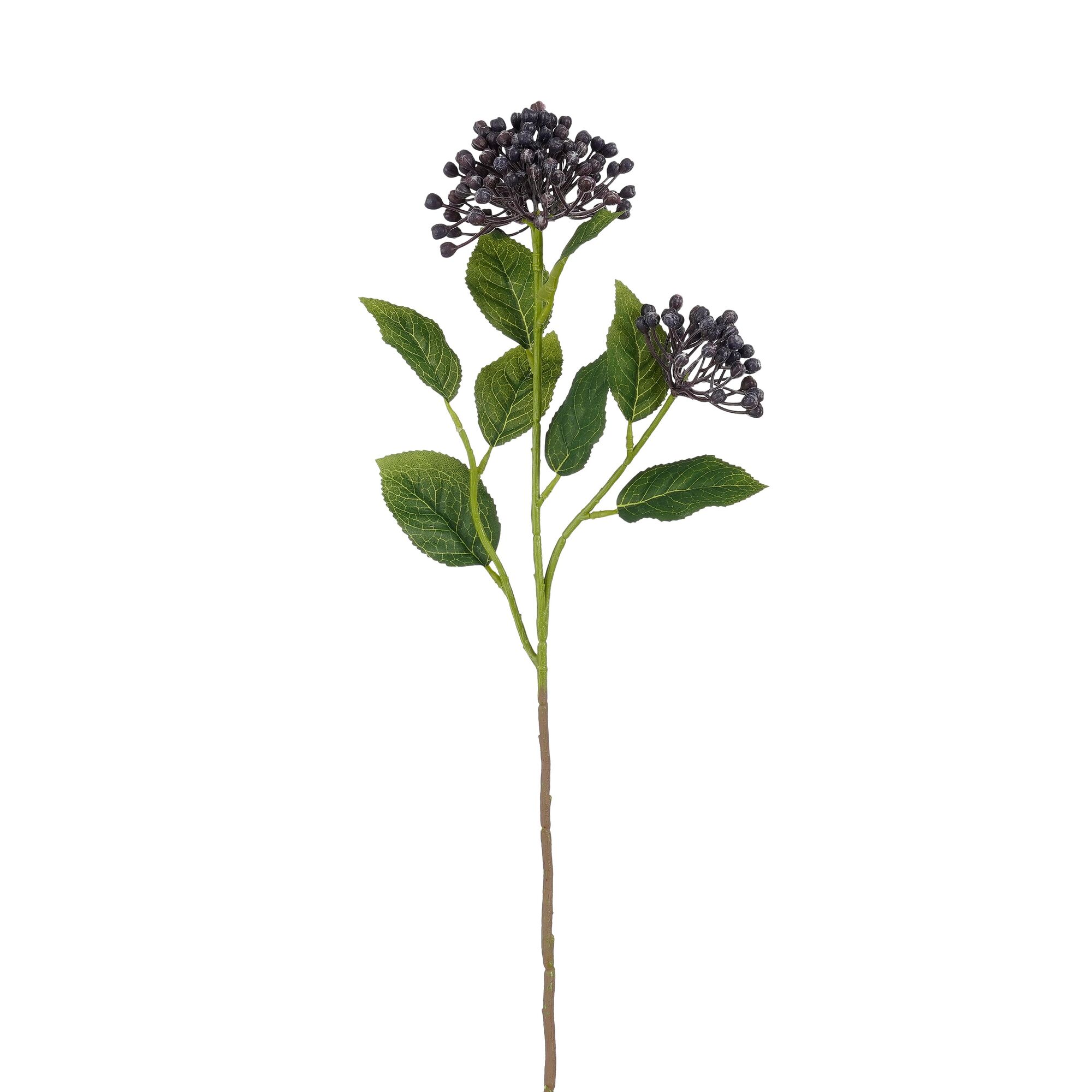 Hortensia d.blauw