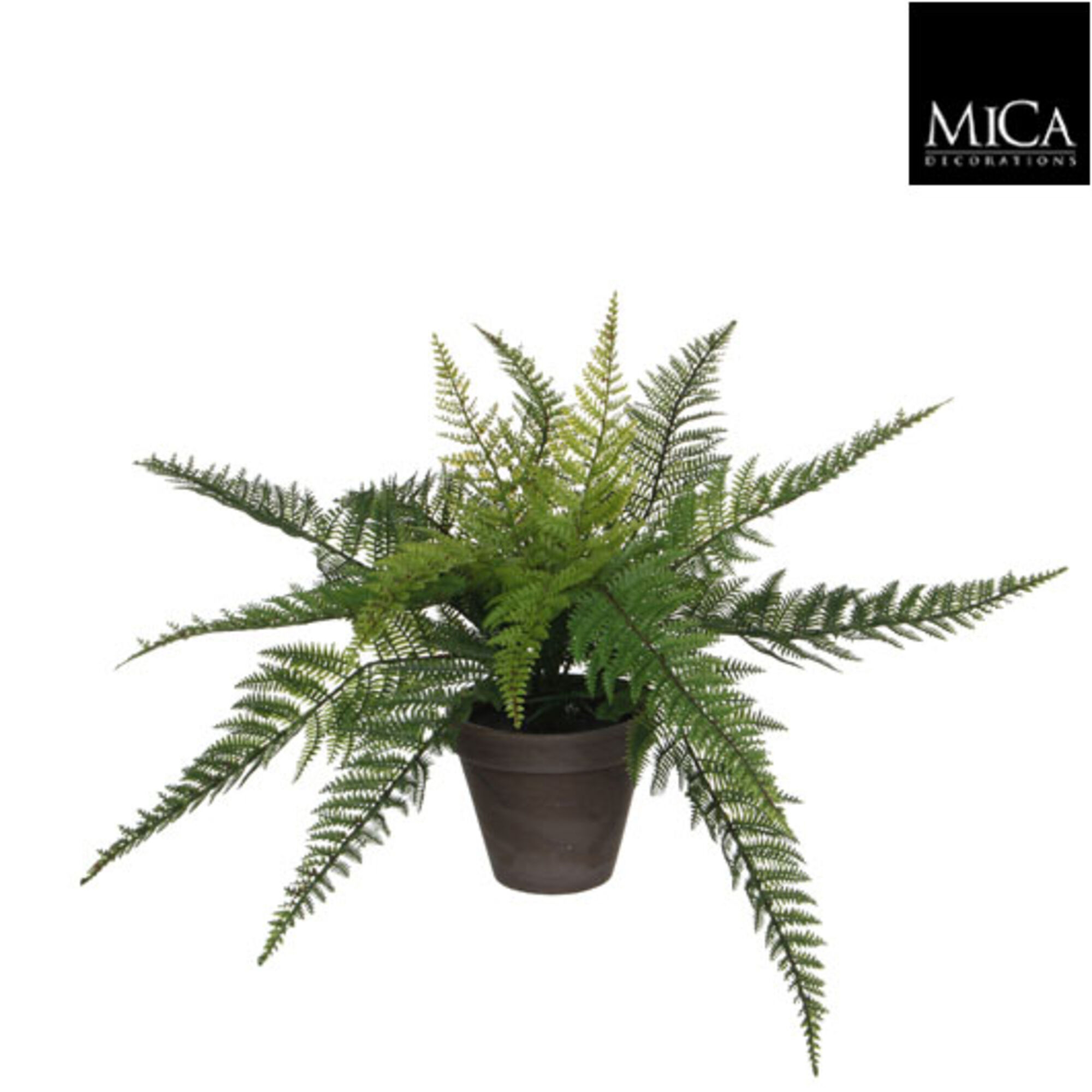Varen groen in pot Stan grijs d13,5cm