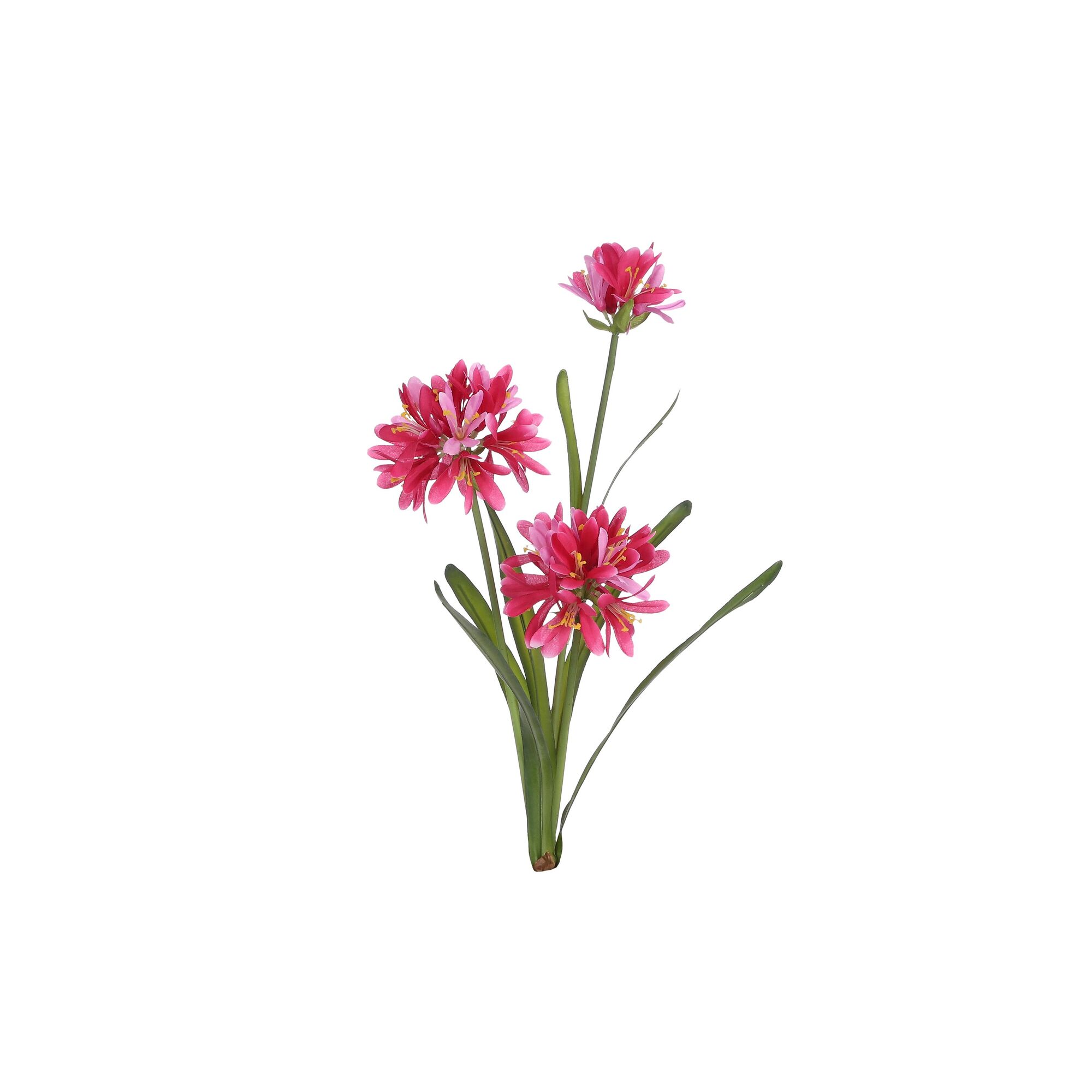 Agapanthus roze