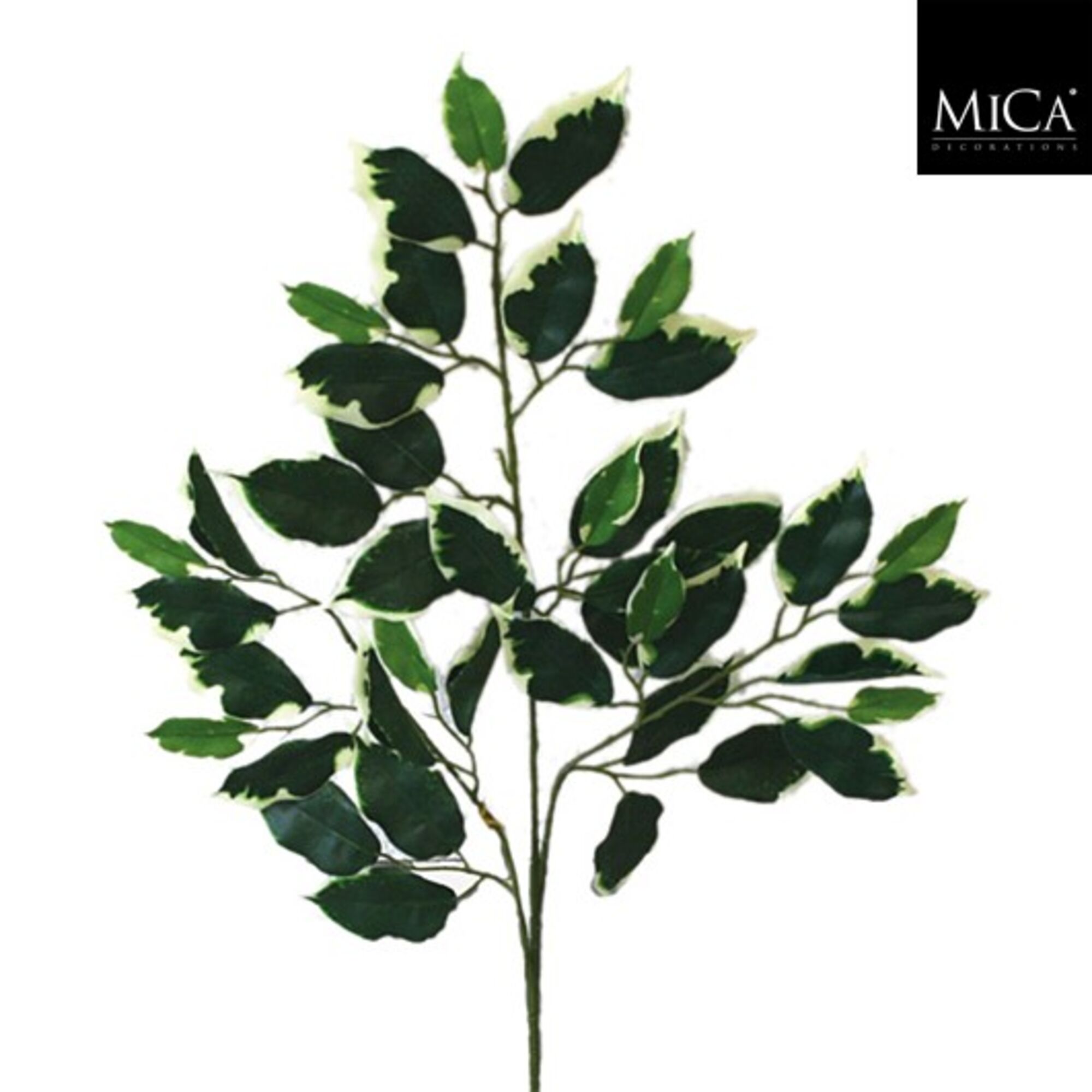 Ficus tak groen bont