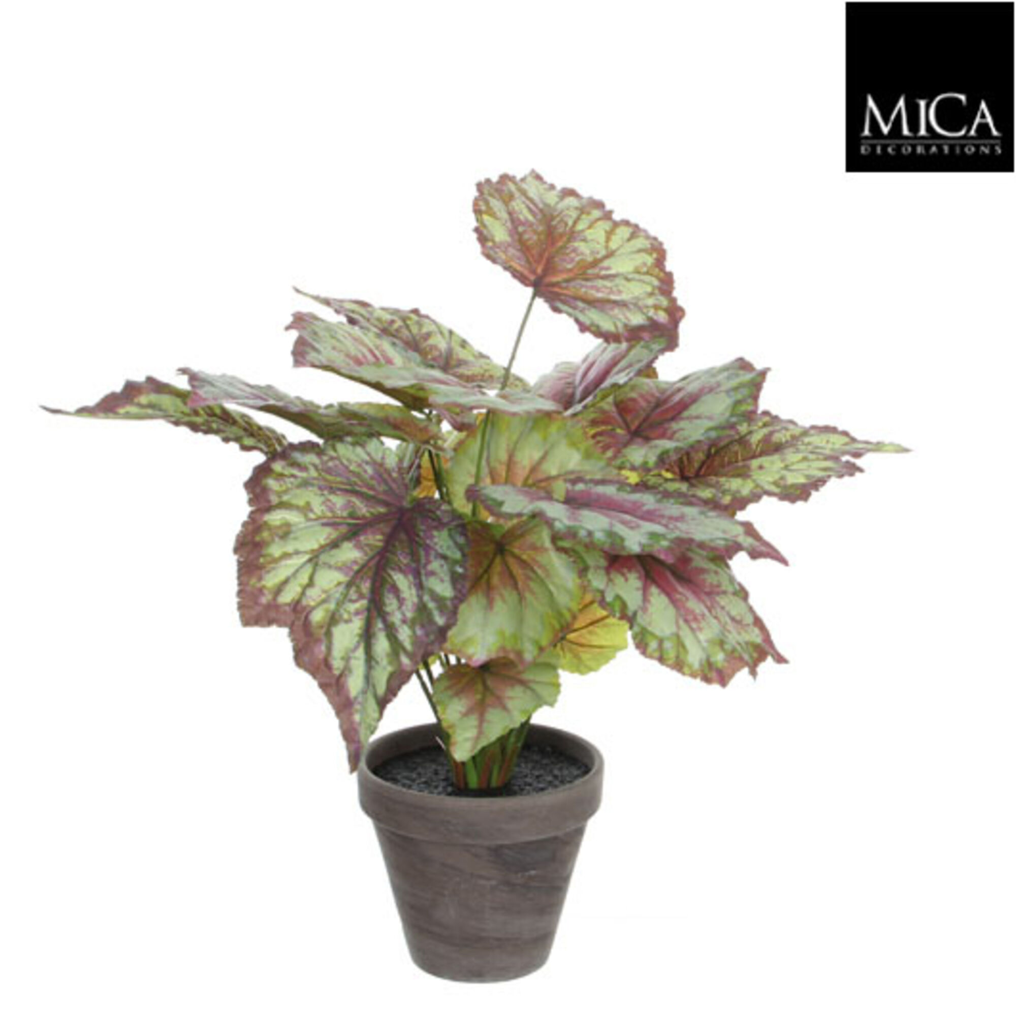 Begonia rood in pot Stan grijs d13,5cm