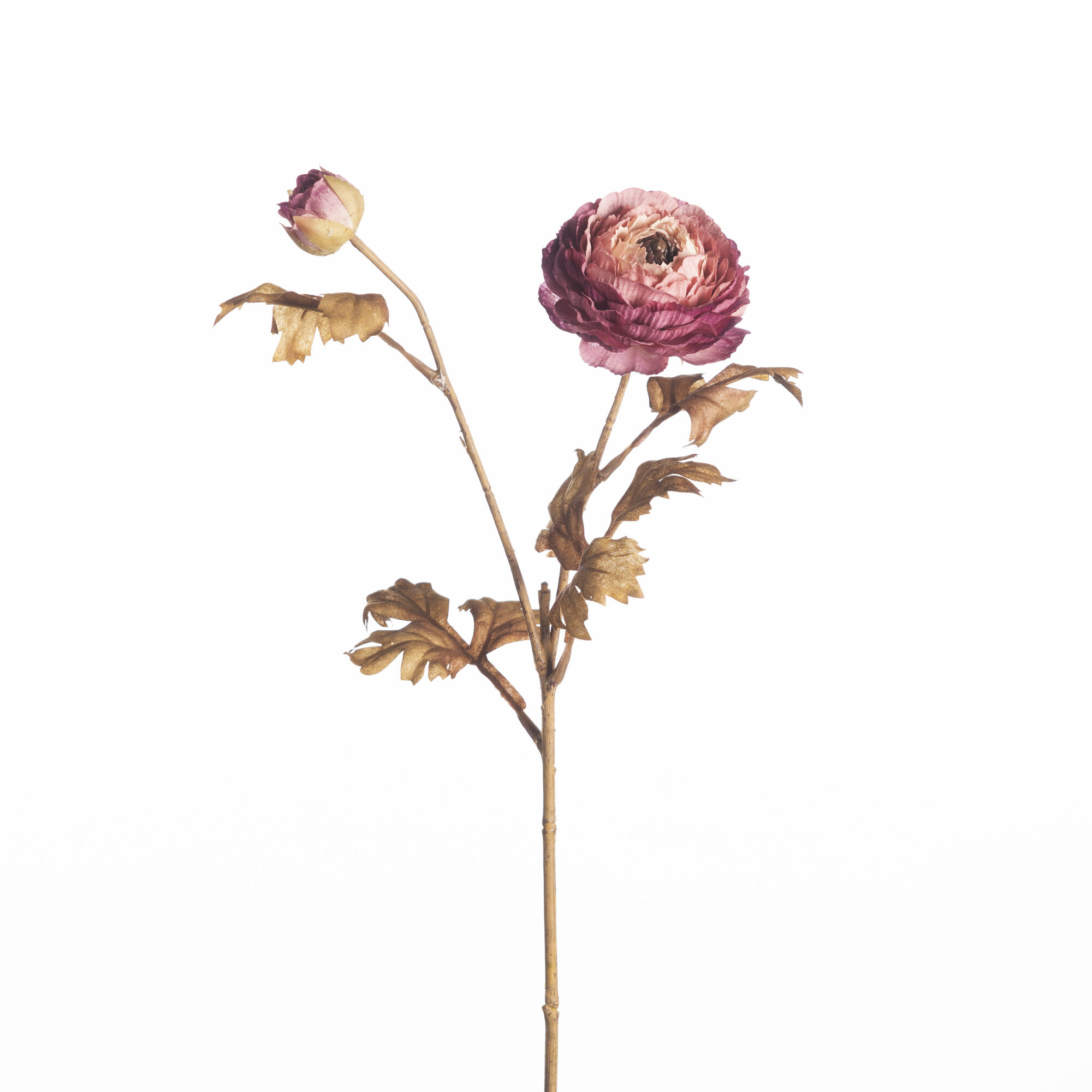 Ranunculus x2 - Purple