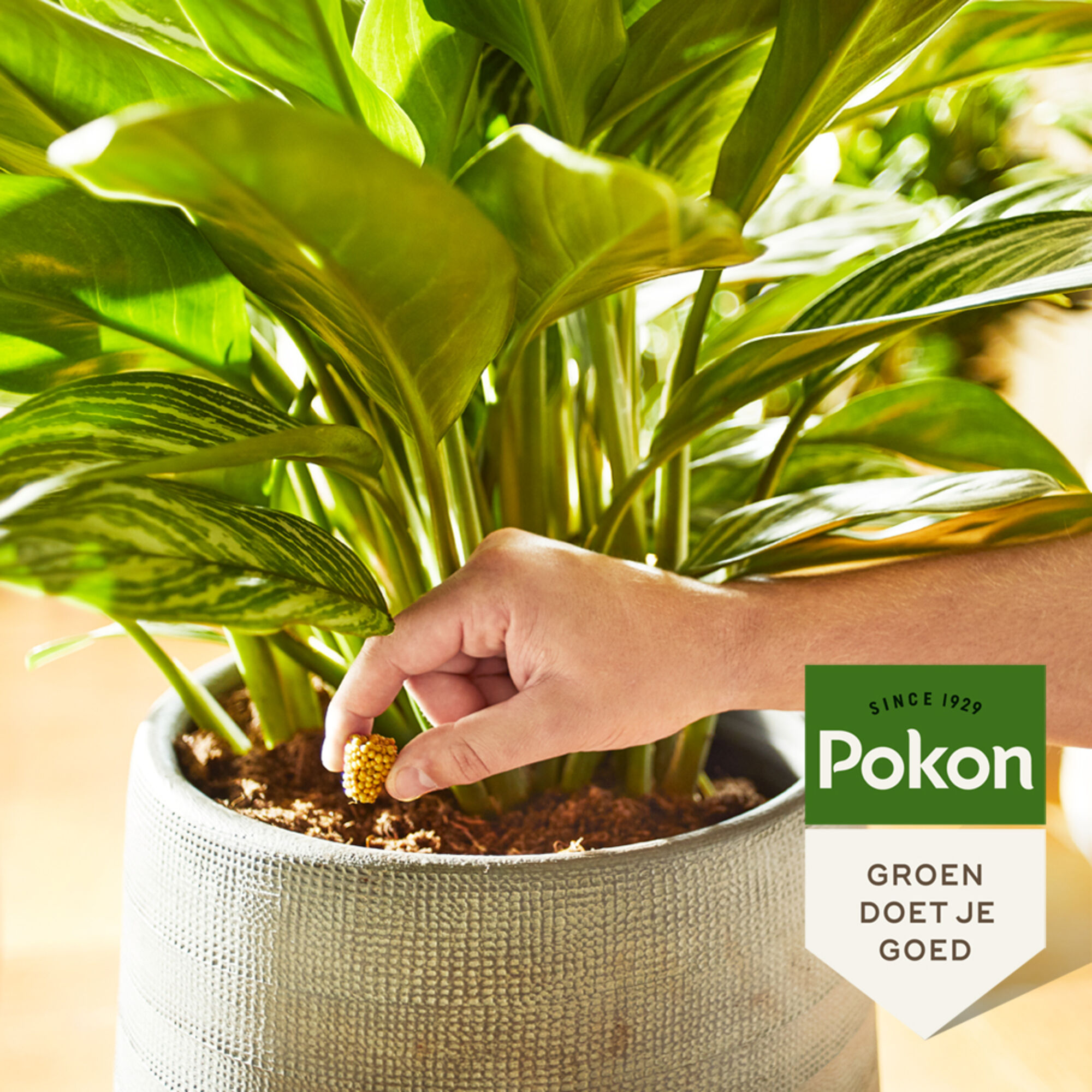 Pokon Kamerplanten Voedingskegels