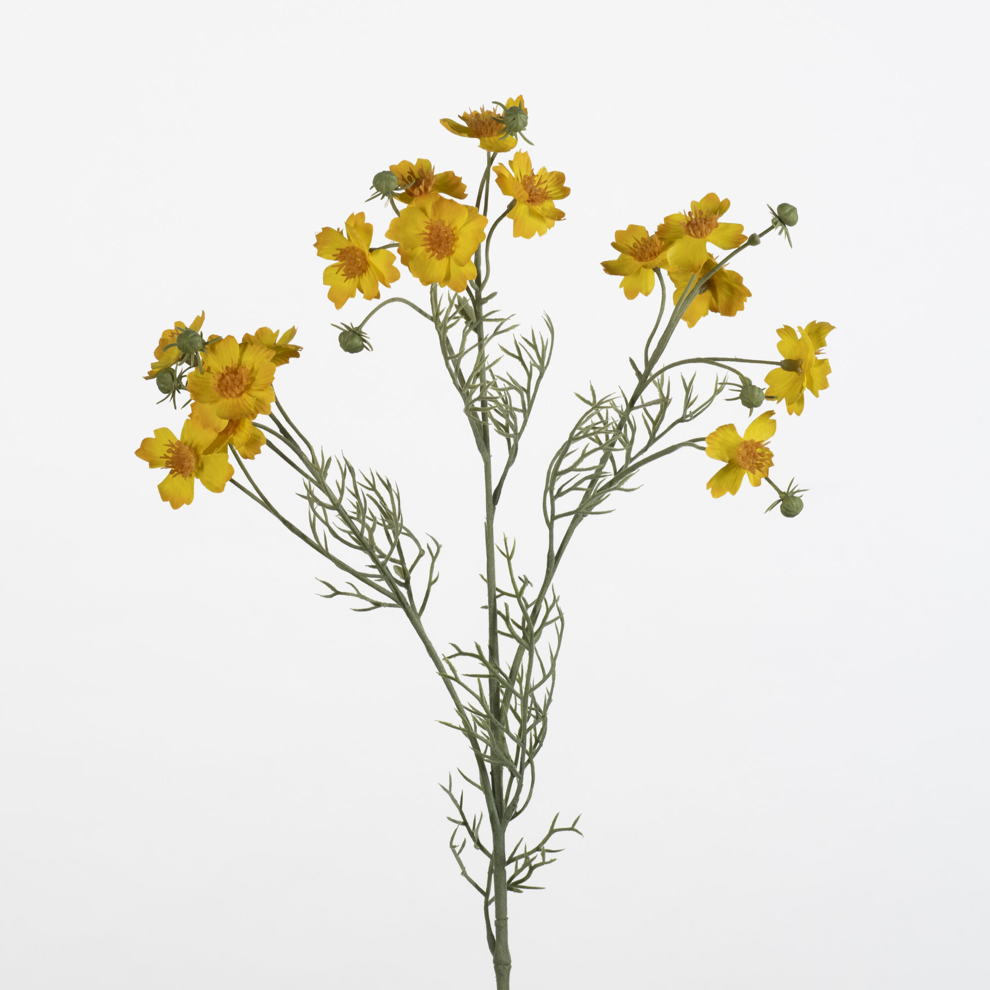 Cosmos Caudatus - yellow