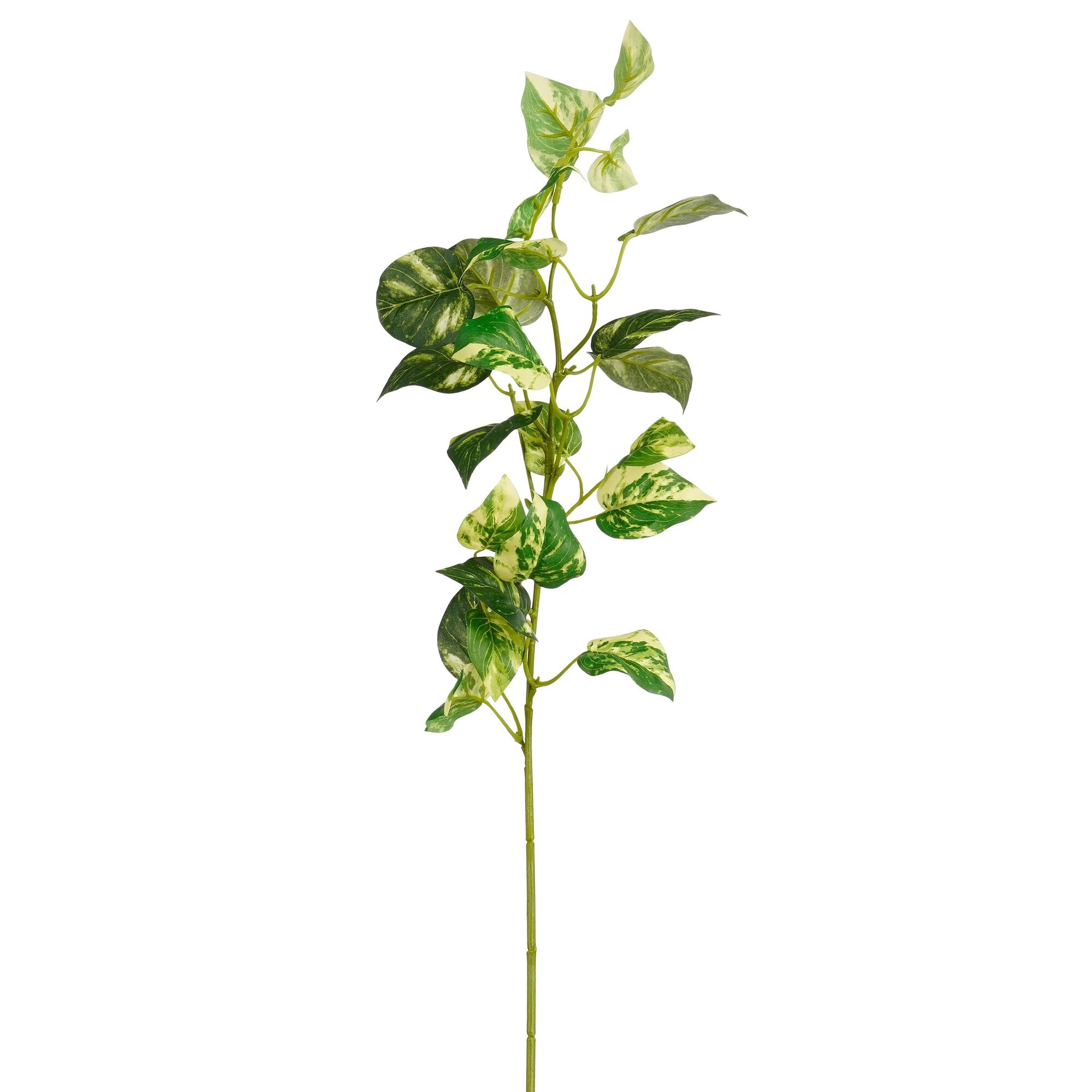 Pothos groen