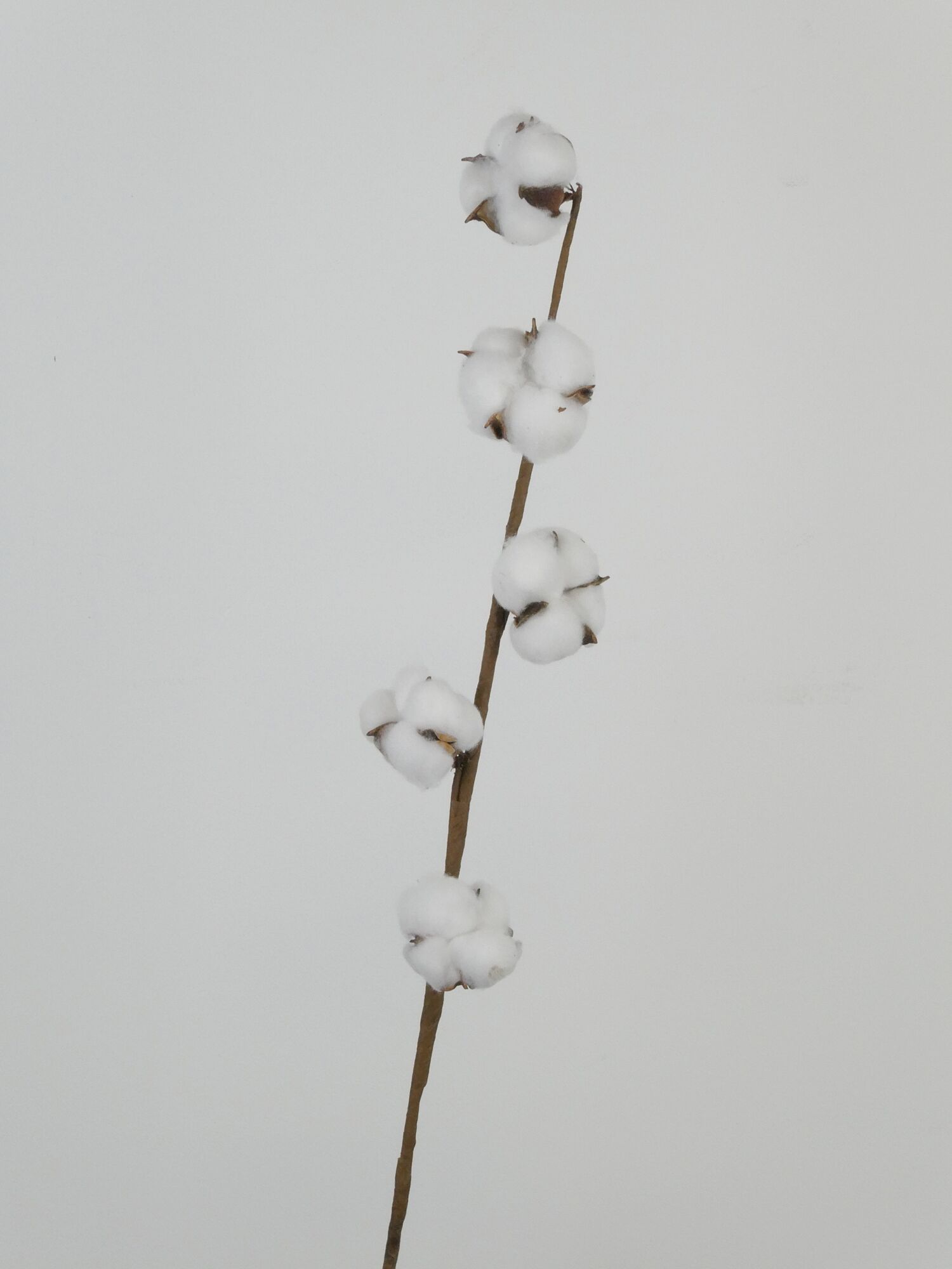 Cotton White 5 Balls