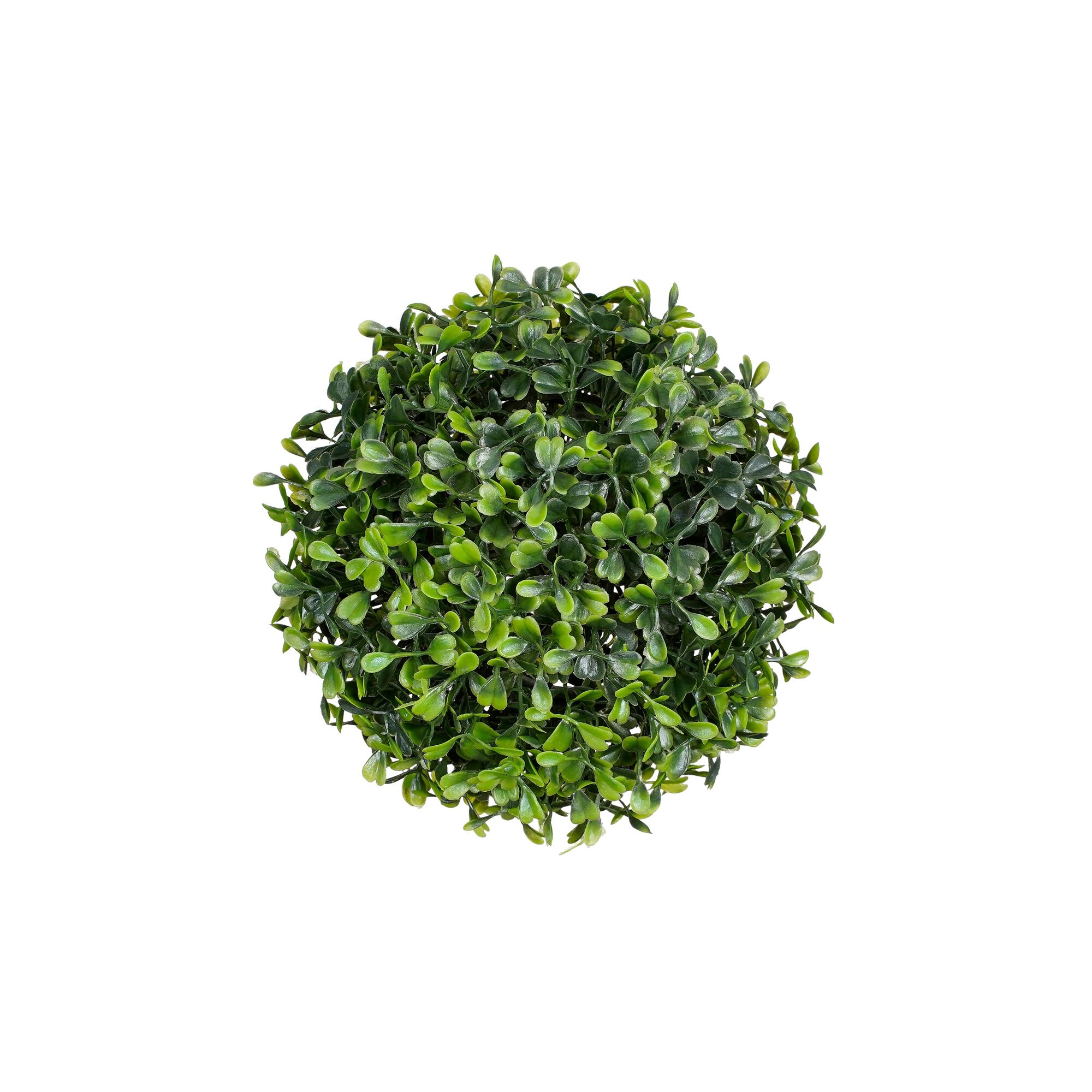 Buxus bol groen