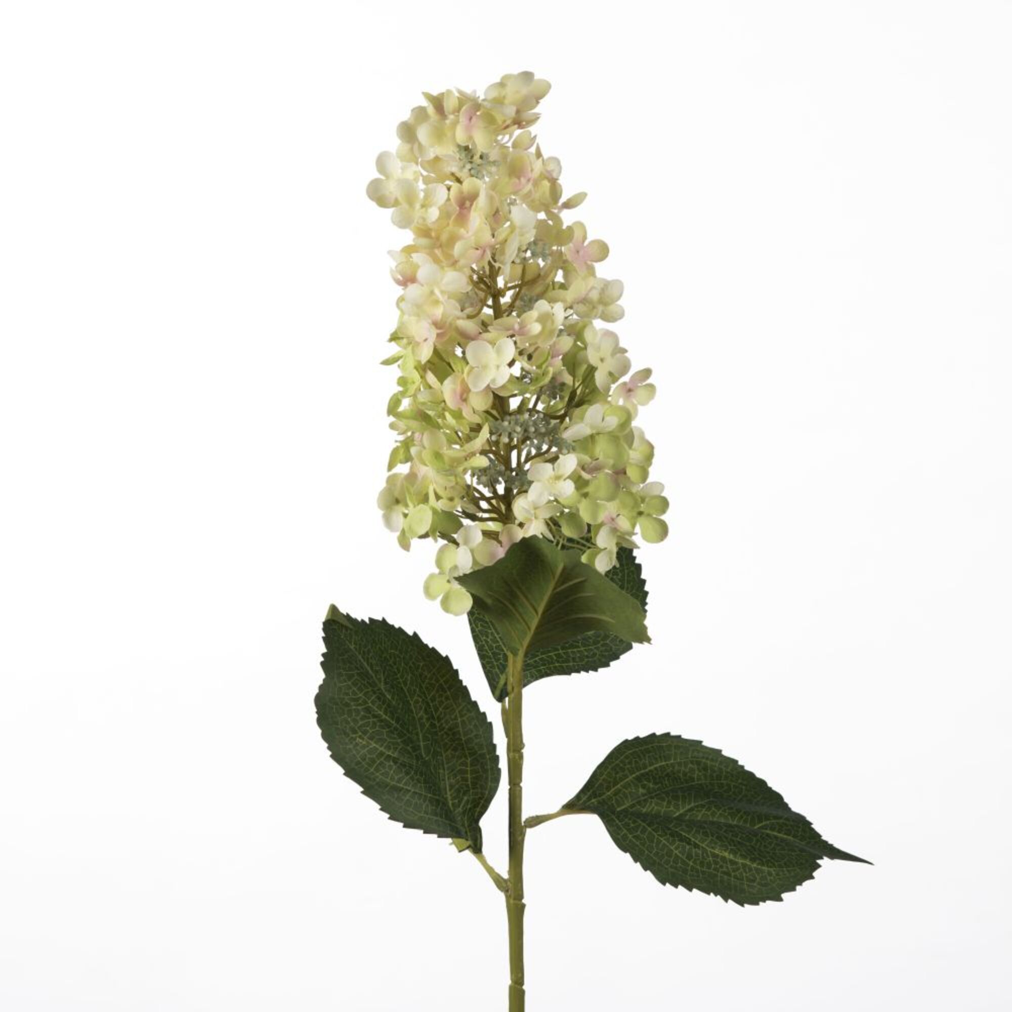 Hydrangea - Green